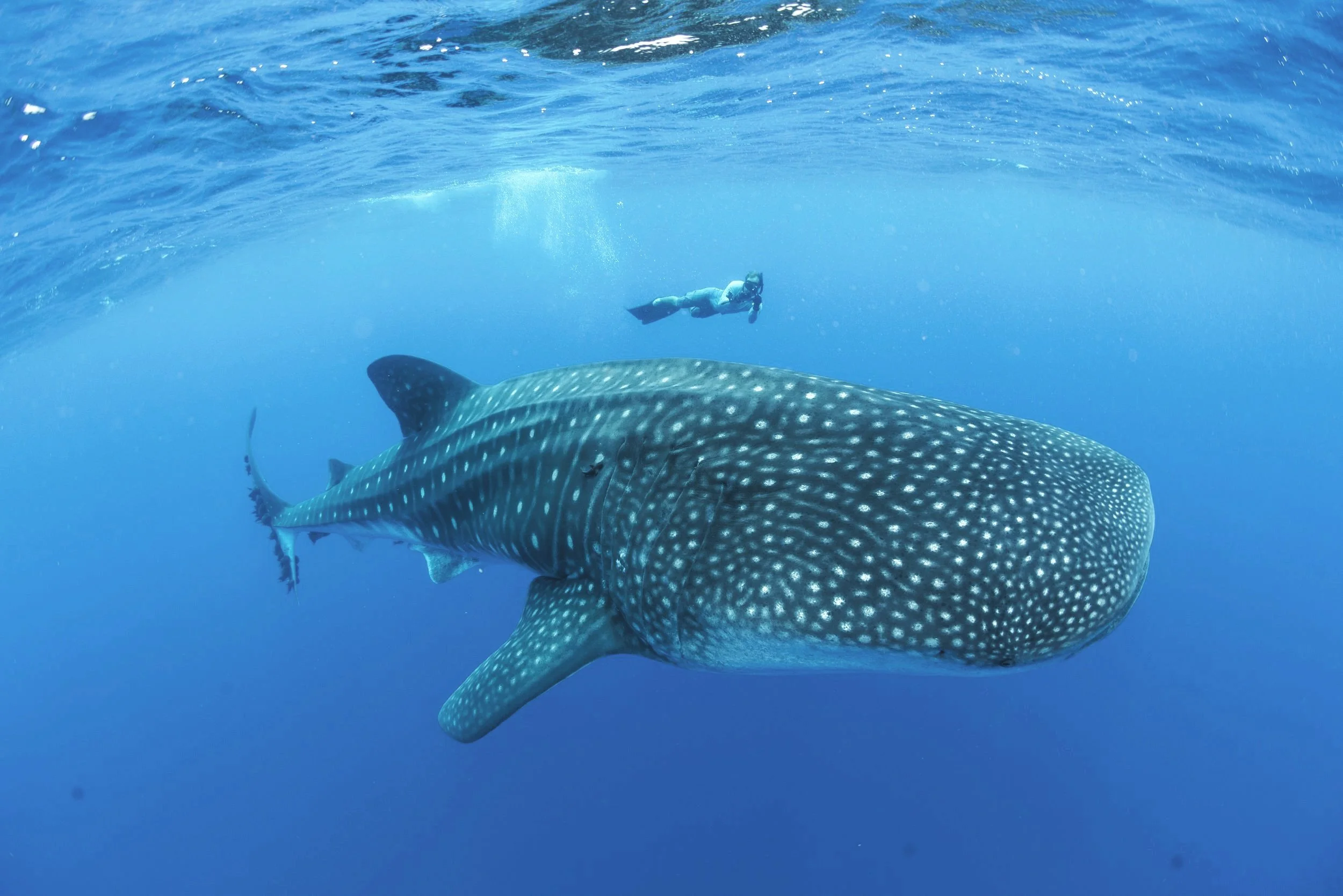 A snorkeller freediving beside a whale shark near the surface