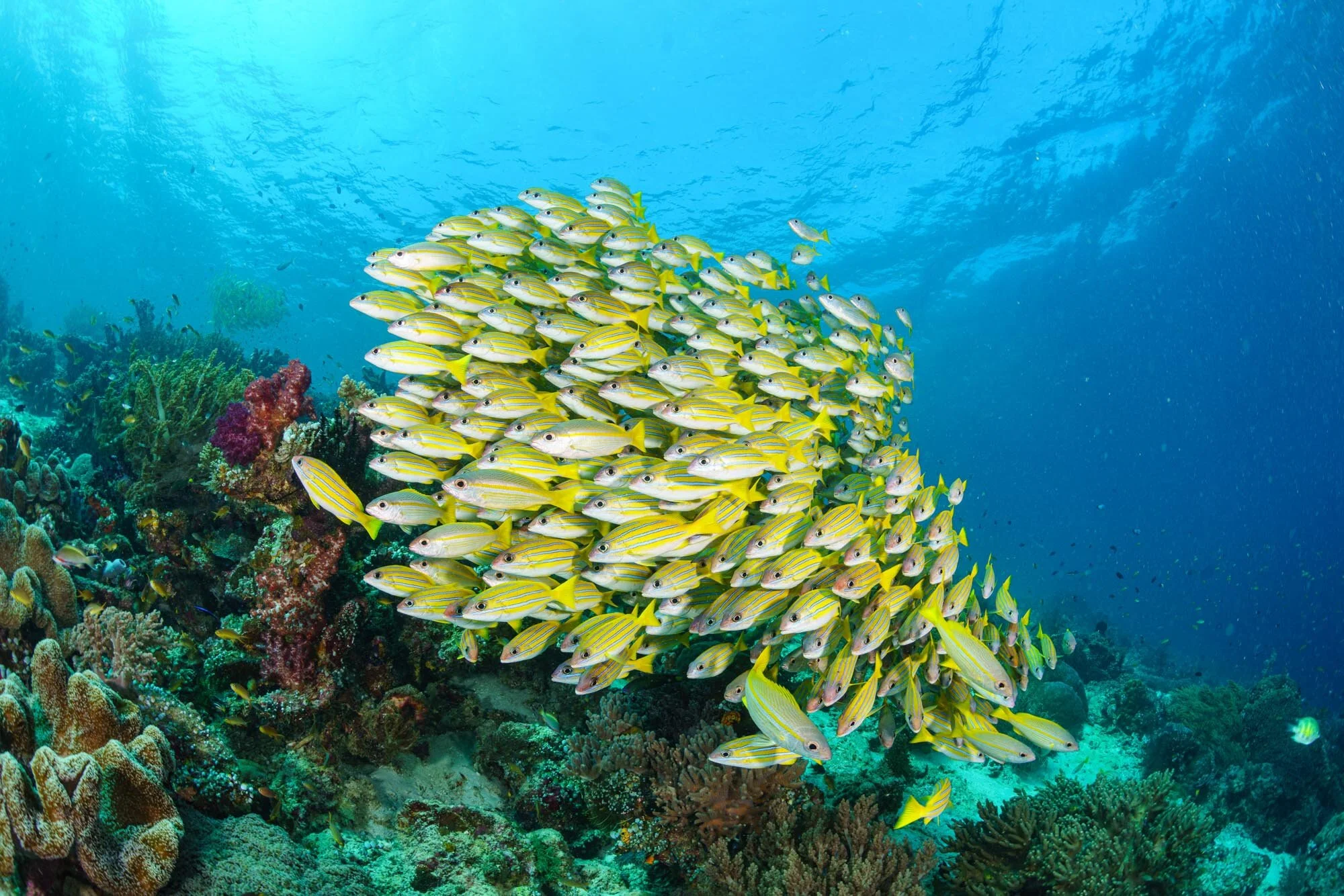 underwater scene in Raja Ampat