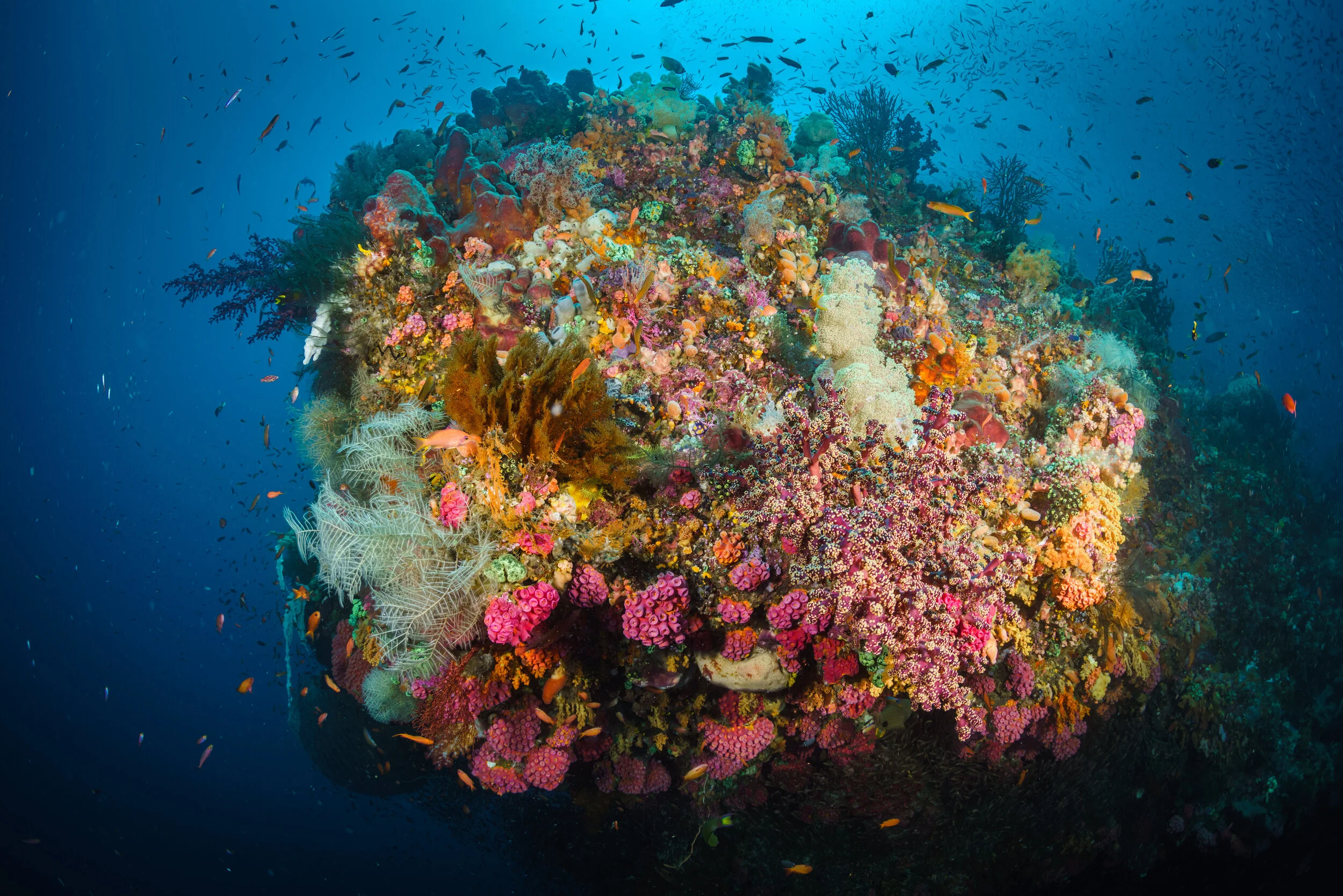 underwater reef scene in Raja Ampat