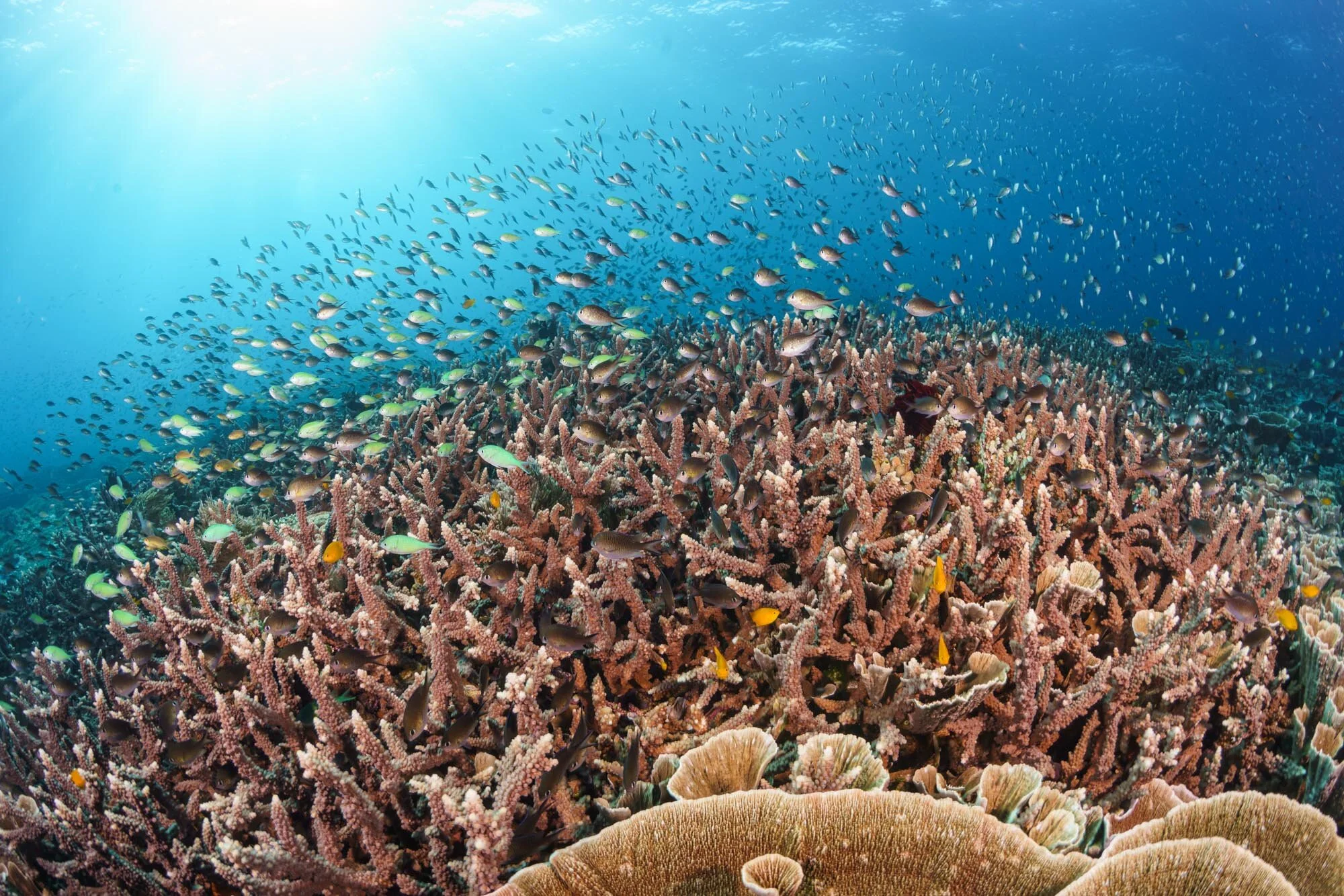coral reef scene in Raja Ampat