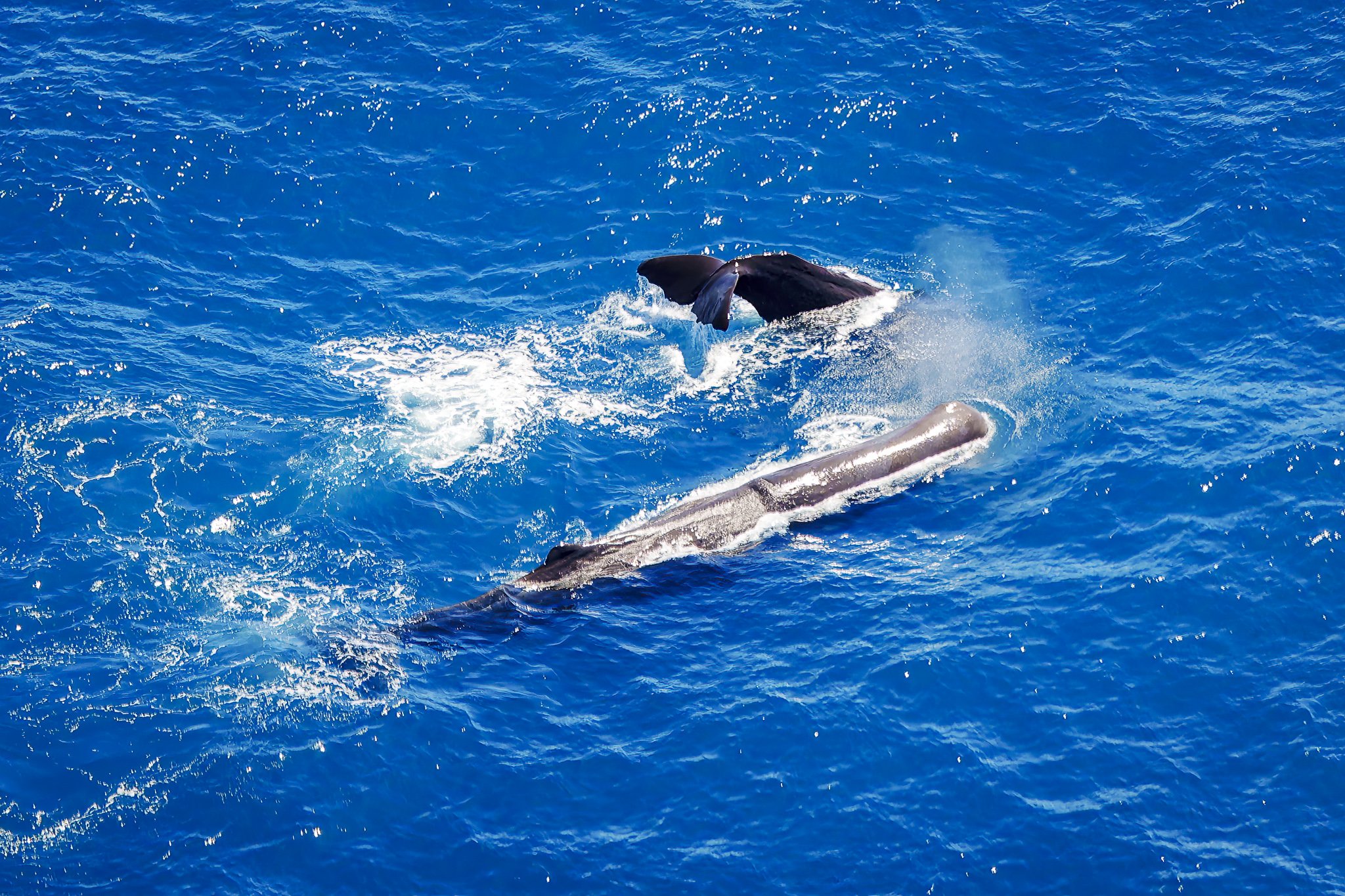 Dolphins pod aerial