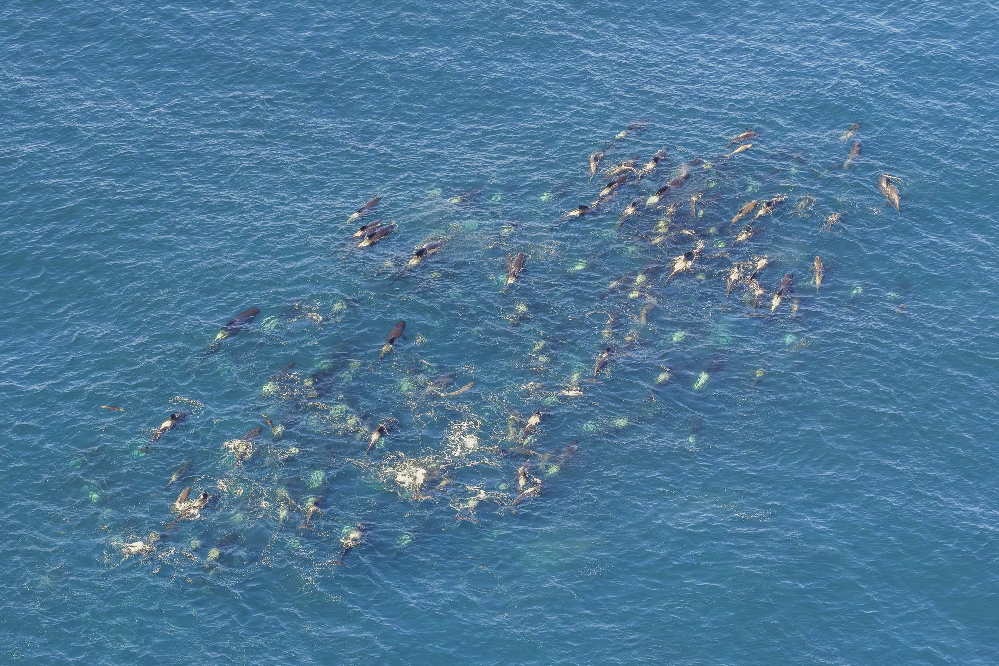 Orca group aerial