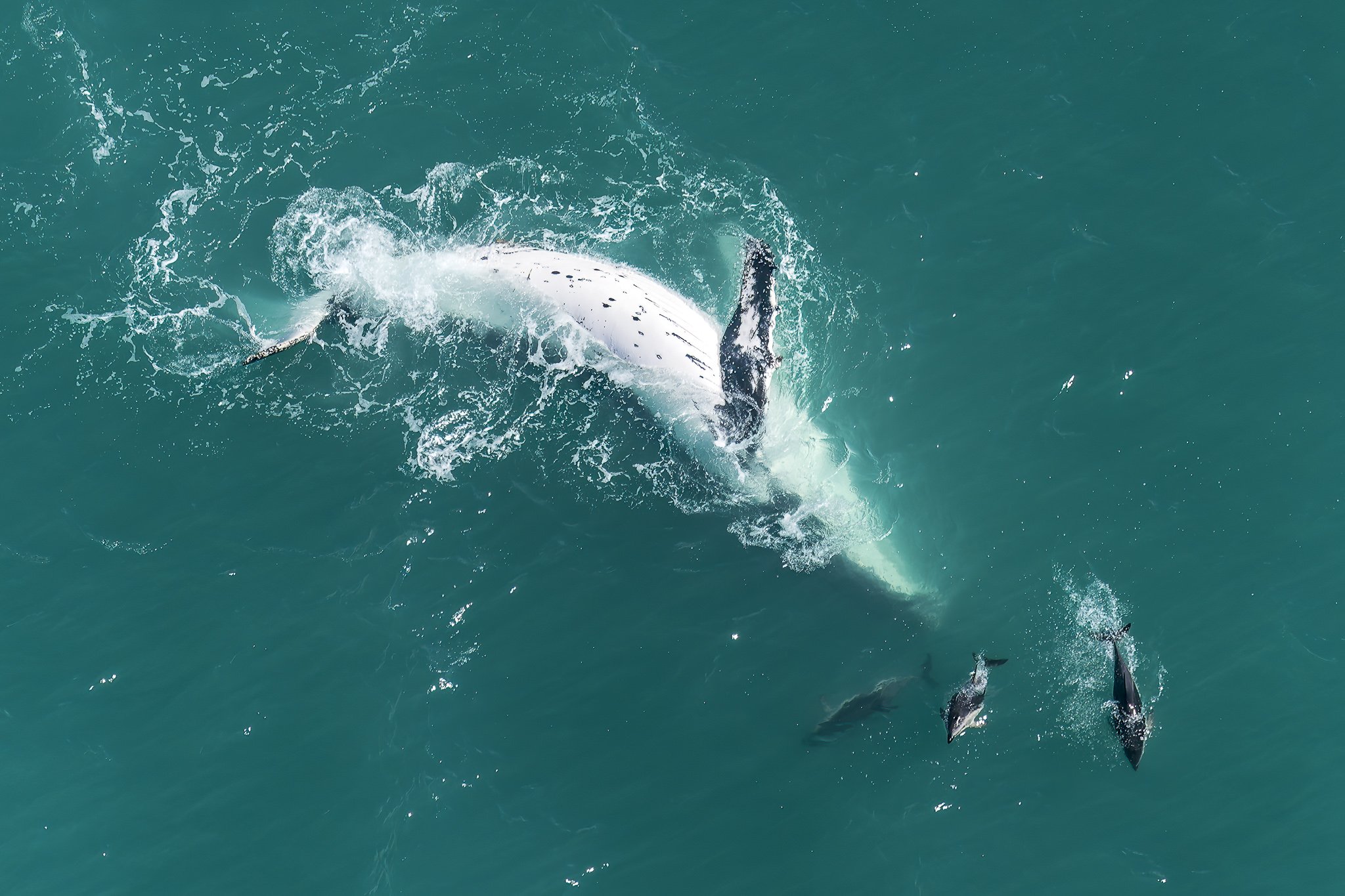 Humpback whale with dusky dolphins