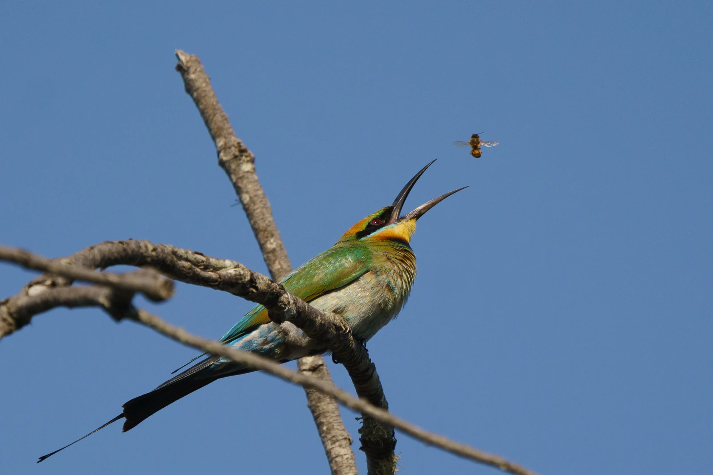 rainbow bee-eater at Arakwal National Park