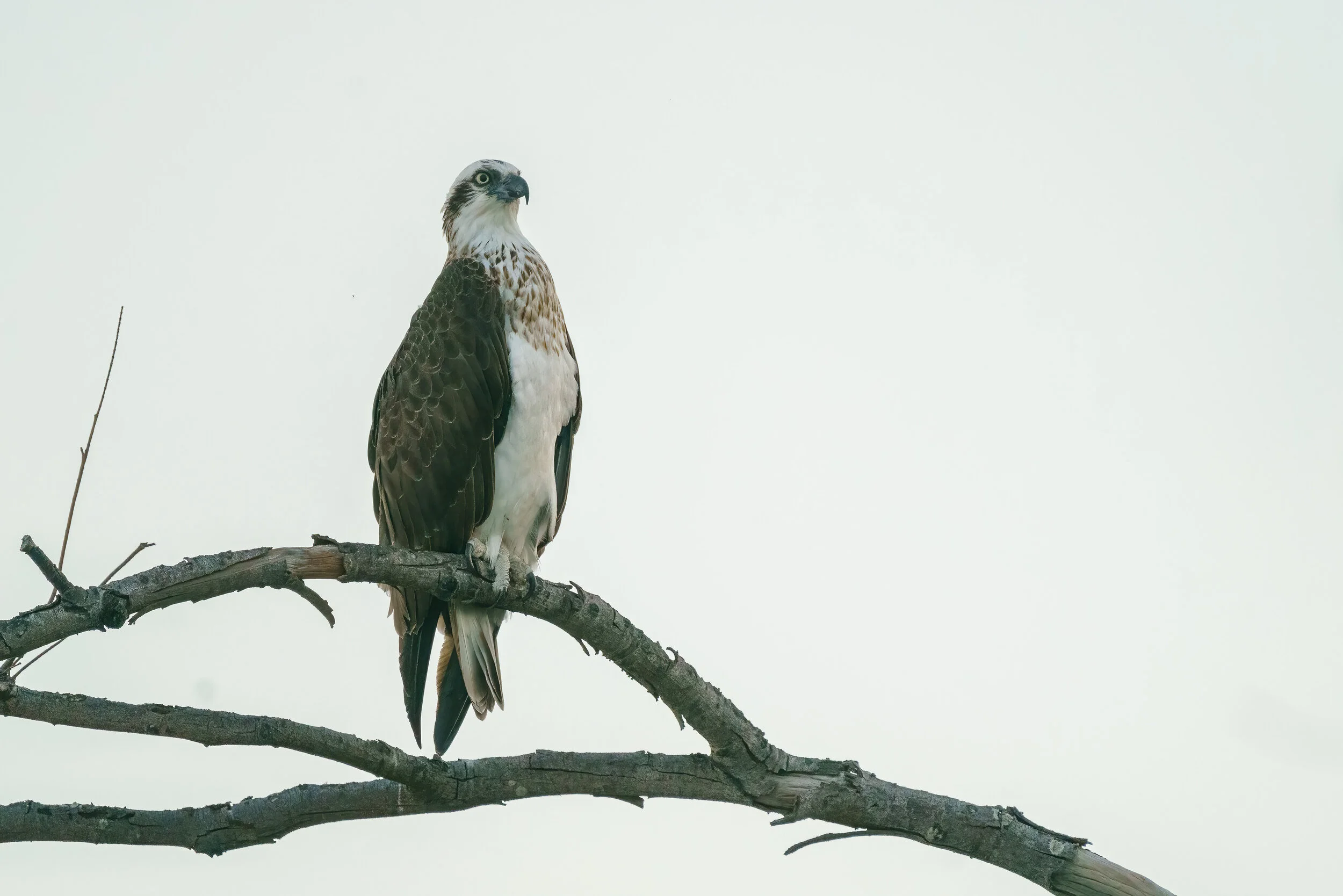 osprey at Arakwal National Park