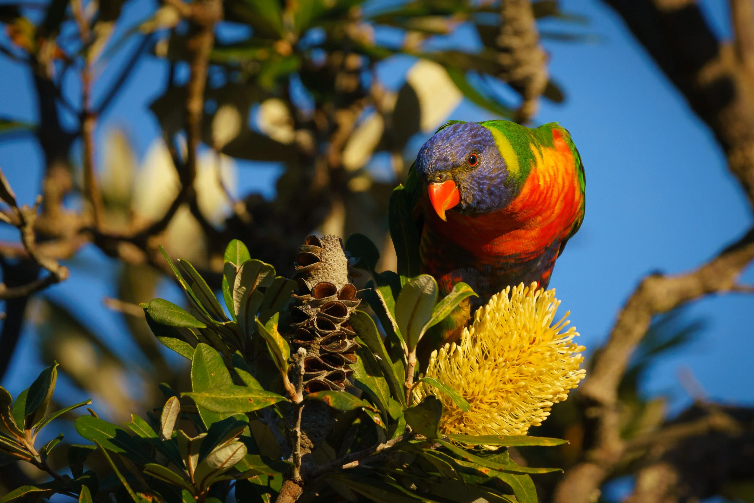 rainbow lorikeet at Arakwal National Park
