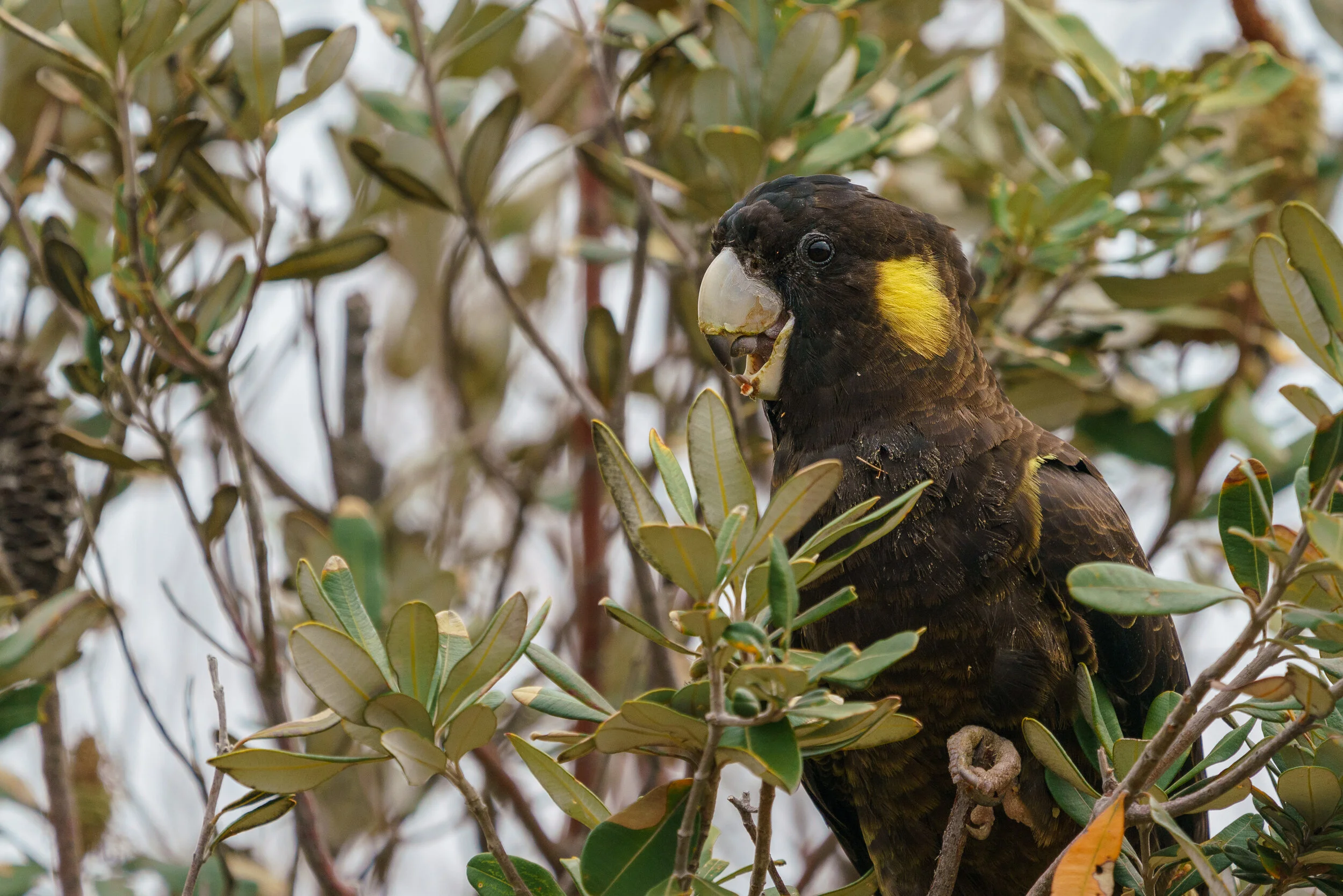 yellow-tailed black cockatoo at Arakwal National Park