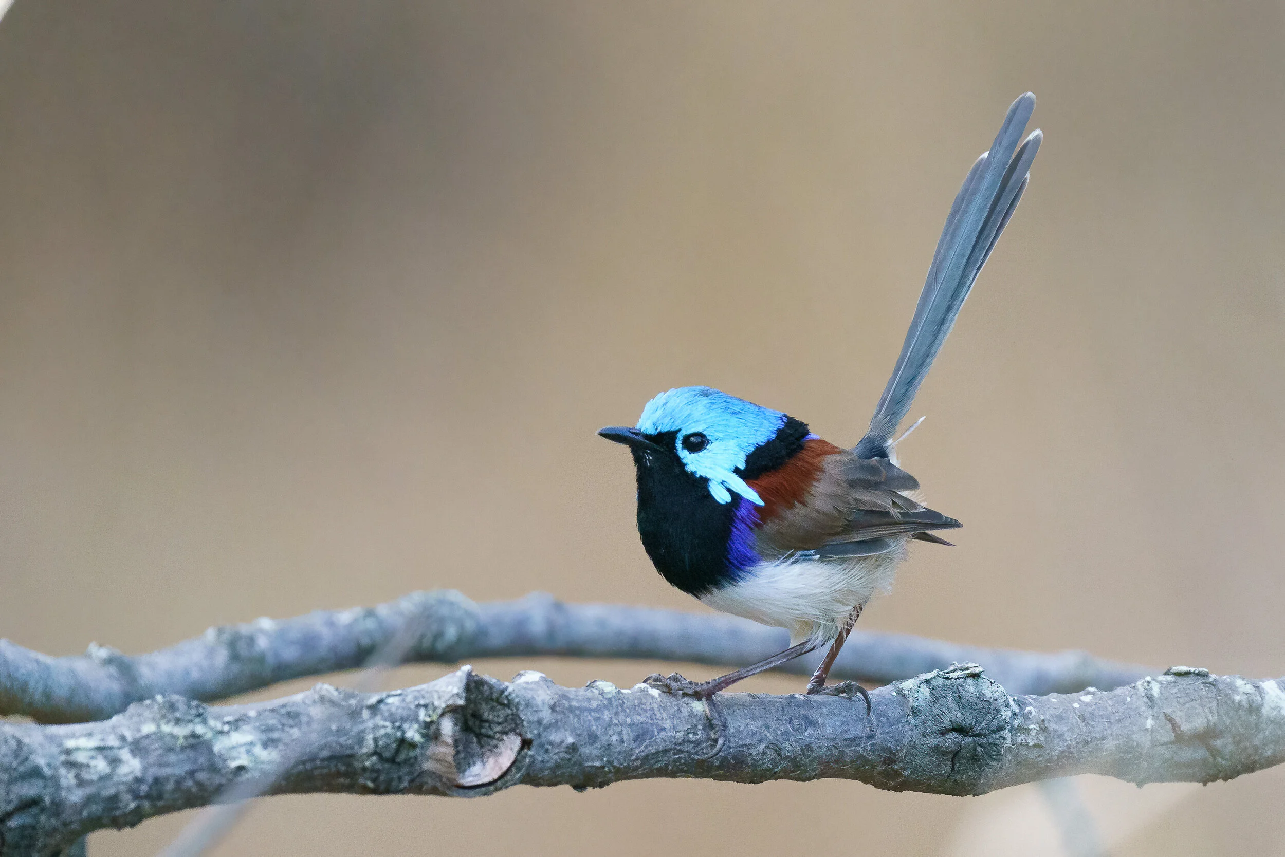 variegated fairywren at Arakwal National Park