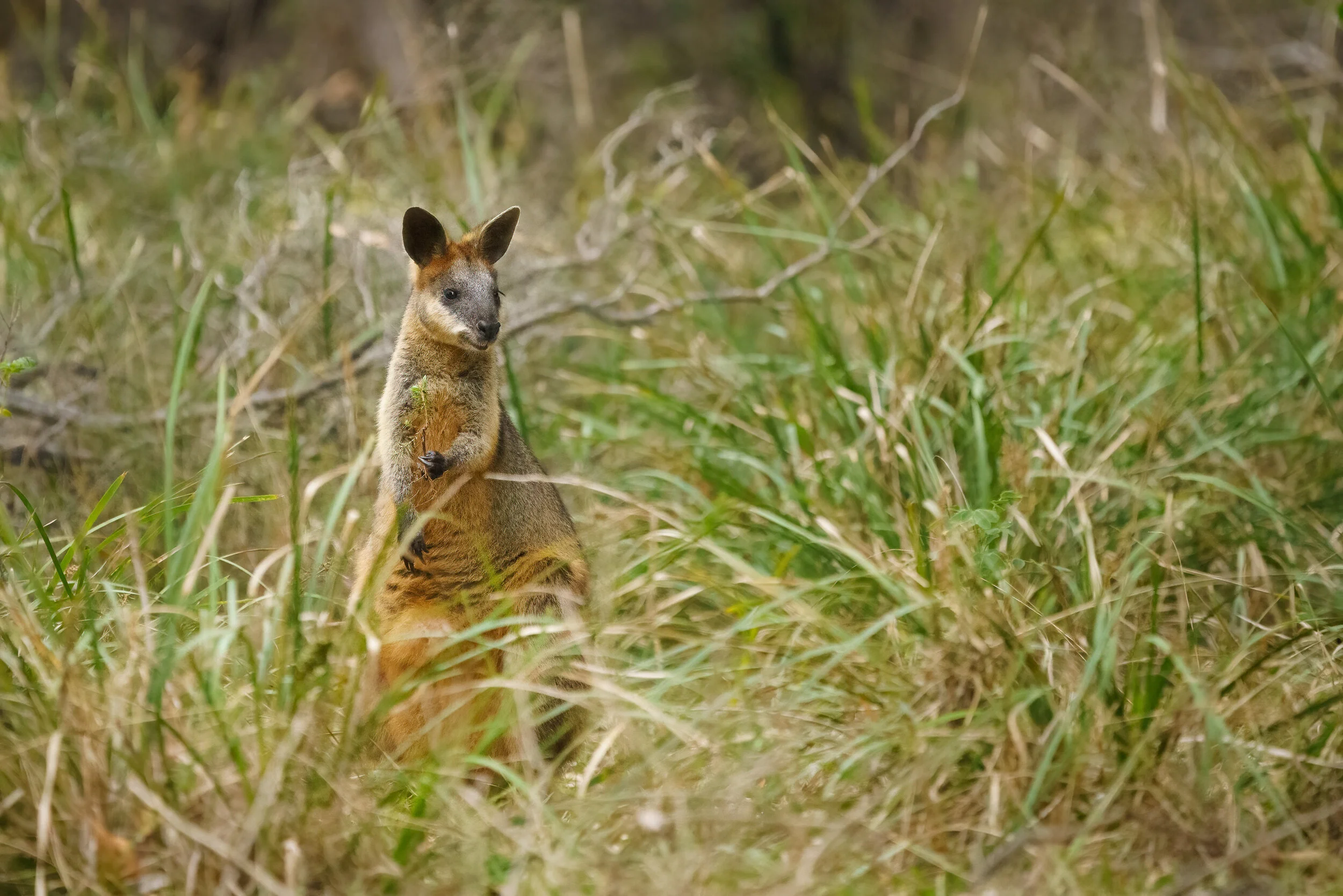 swamp wallaby at Arakwal National Park