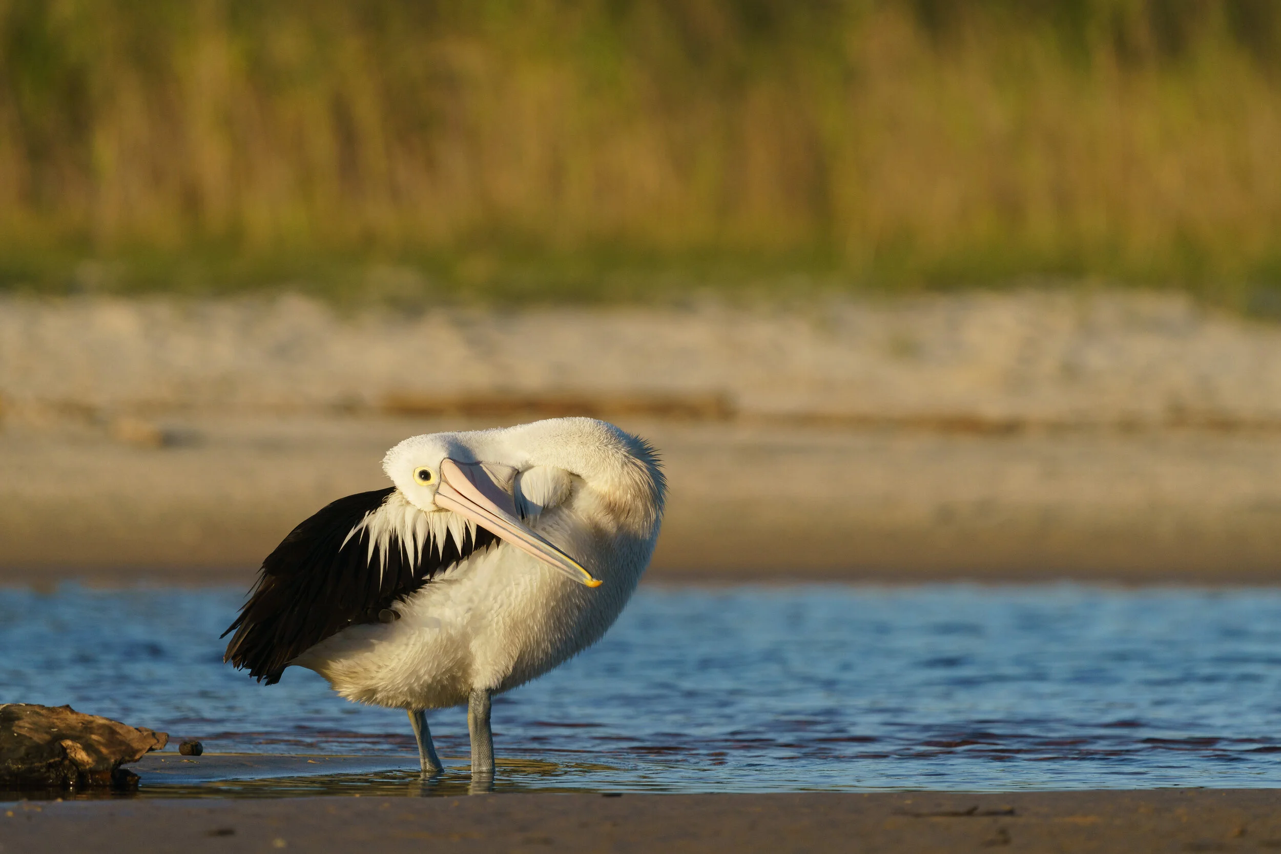australian pelican at Arakwal National Park