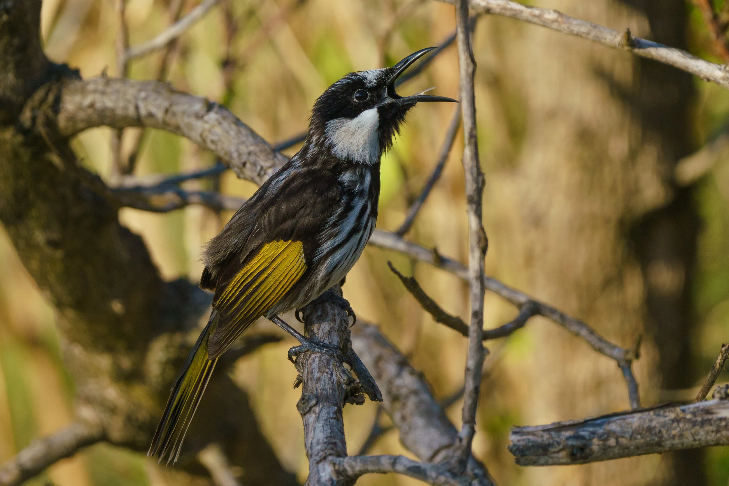 White-cheeked honeyeater at Arakwal National Park