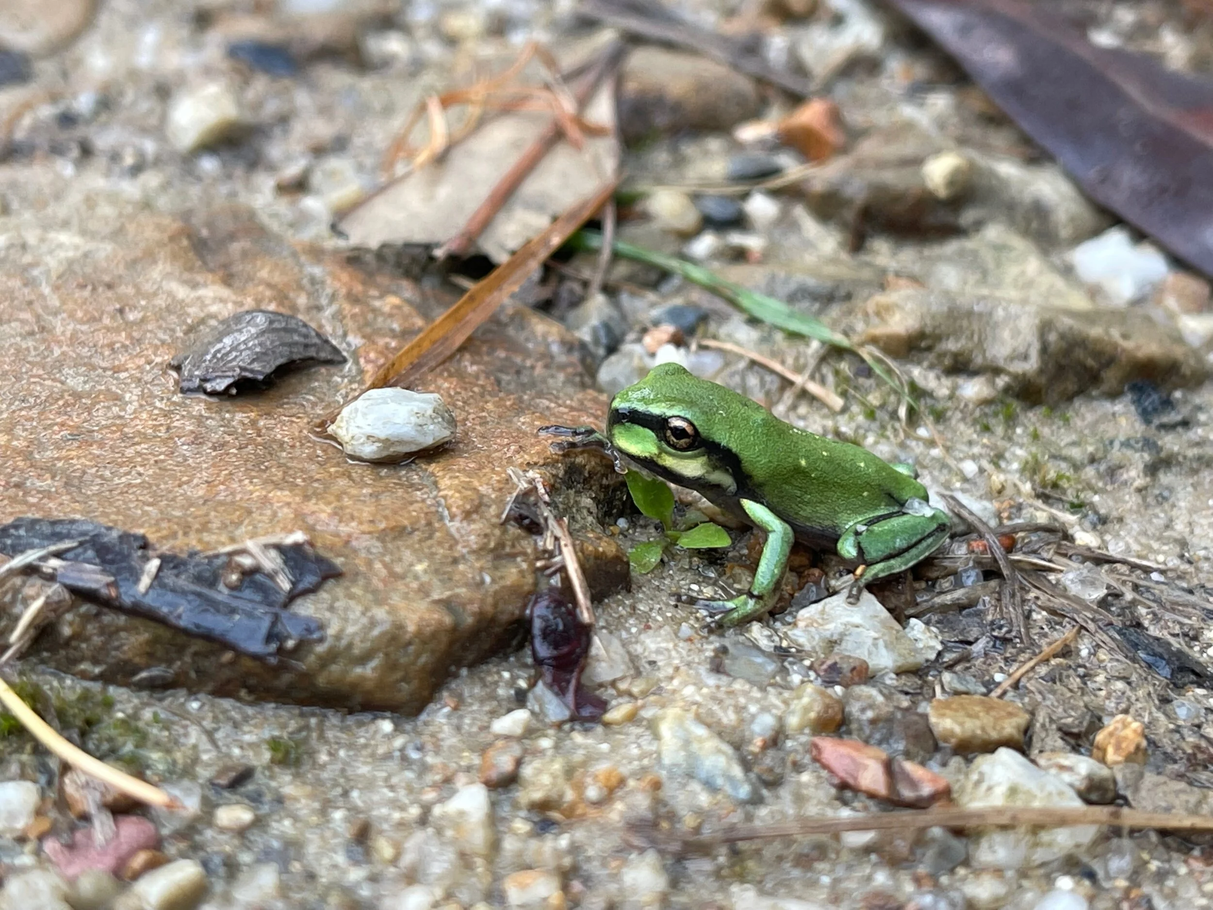 green tree frog at Arakwal National Park