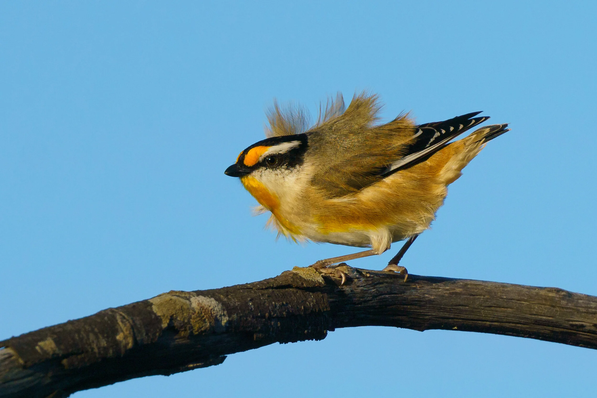 striated pardalote at Arakwal National Park