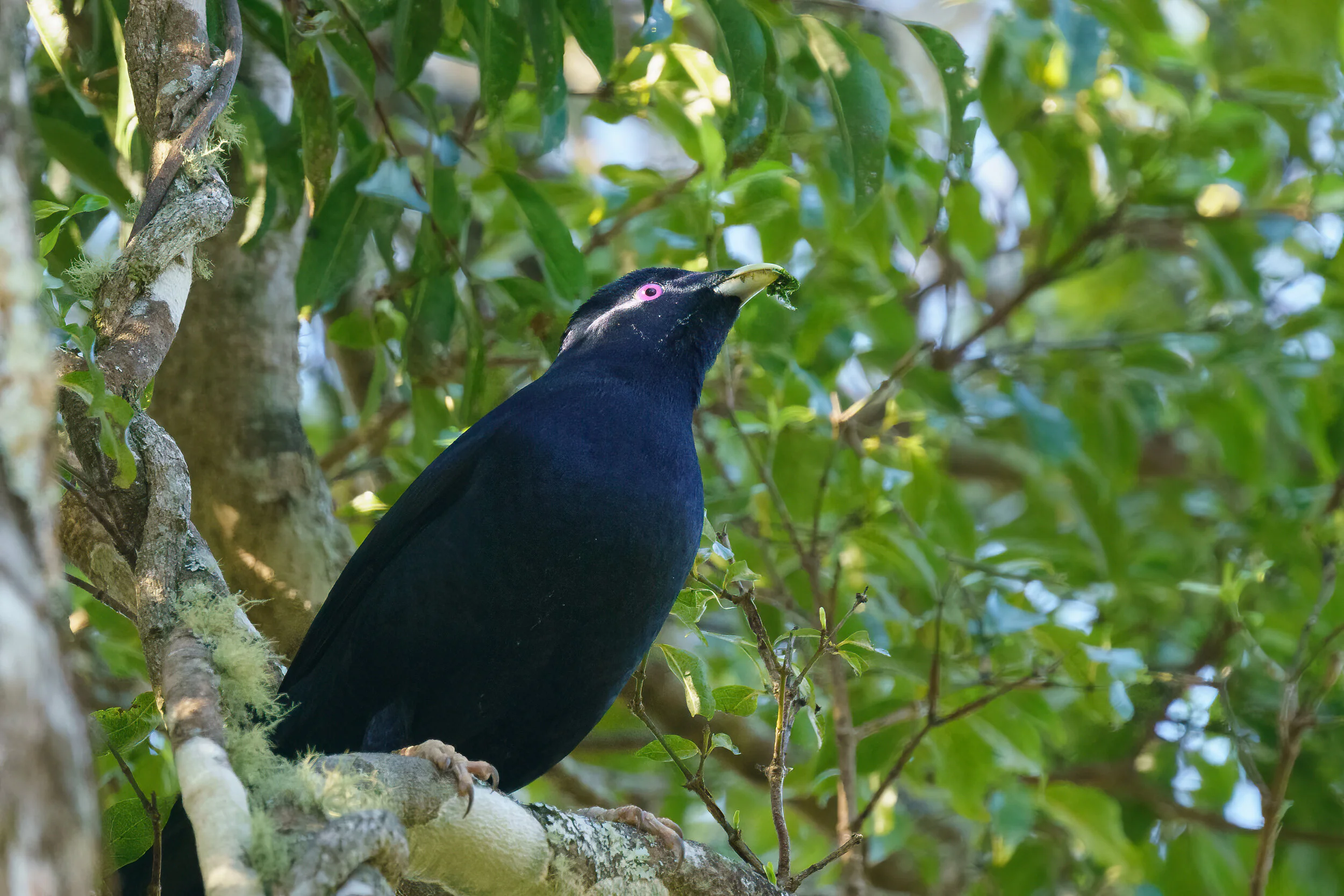 satin bowerbird at Binna Burra