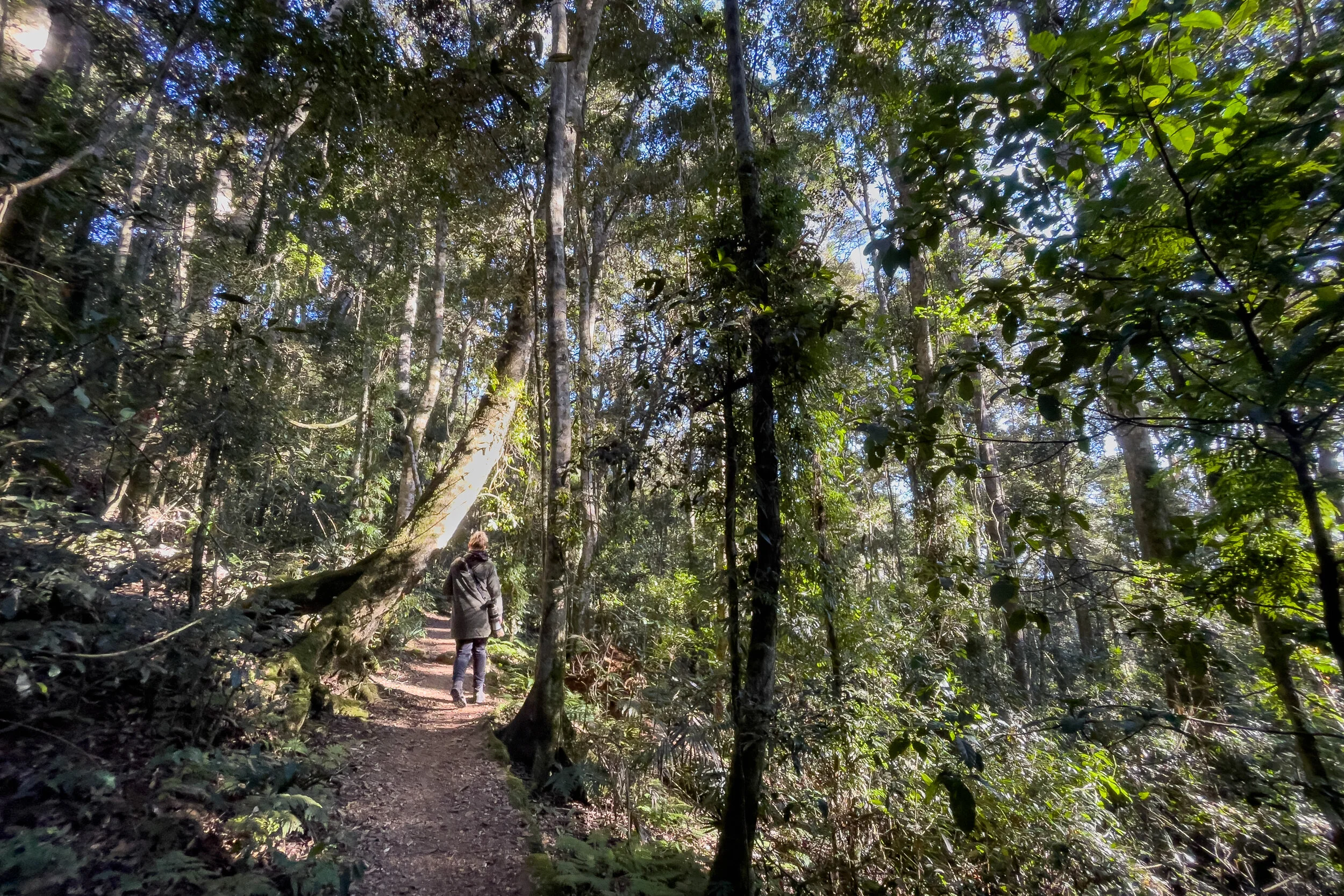 walker exploring the Loop Track at Binna Burra