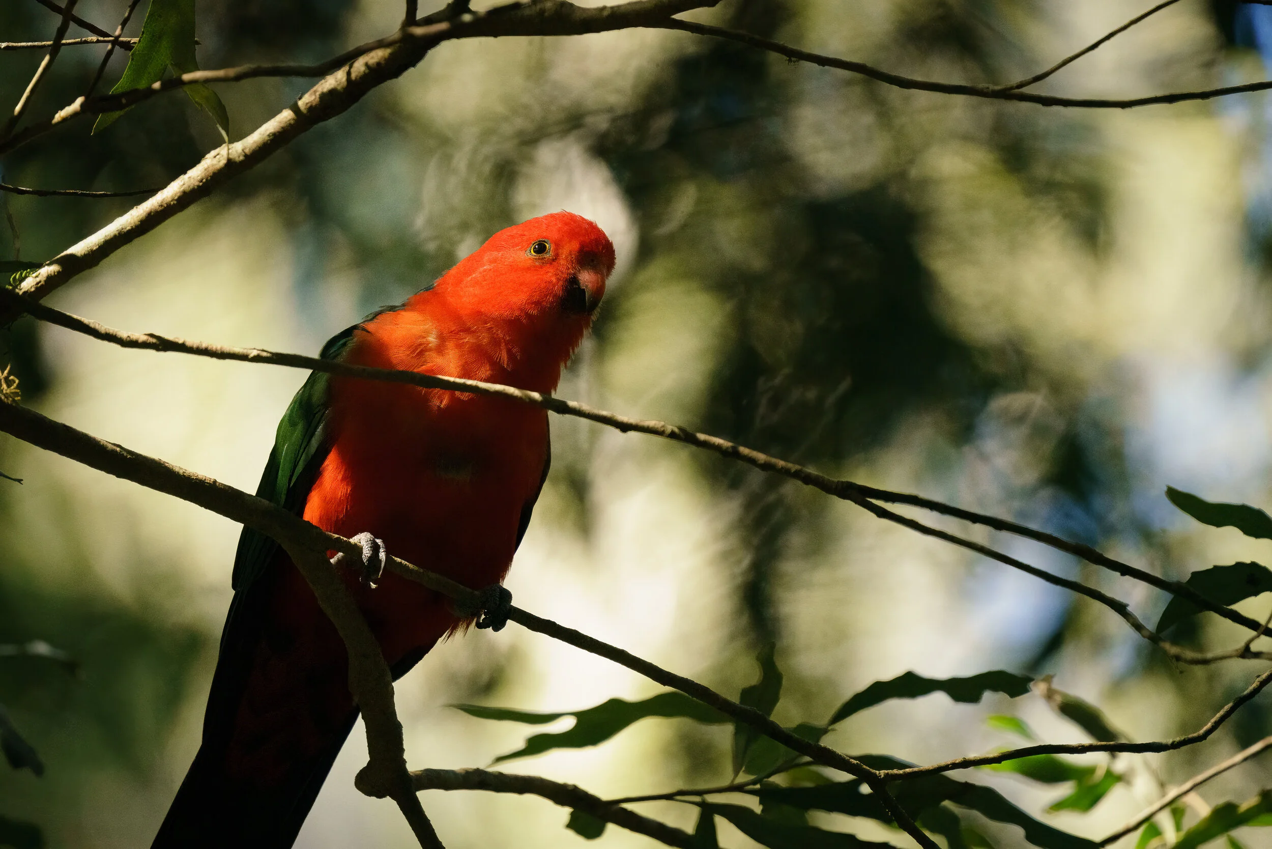 king parrot at Binna Burra