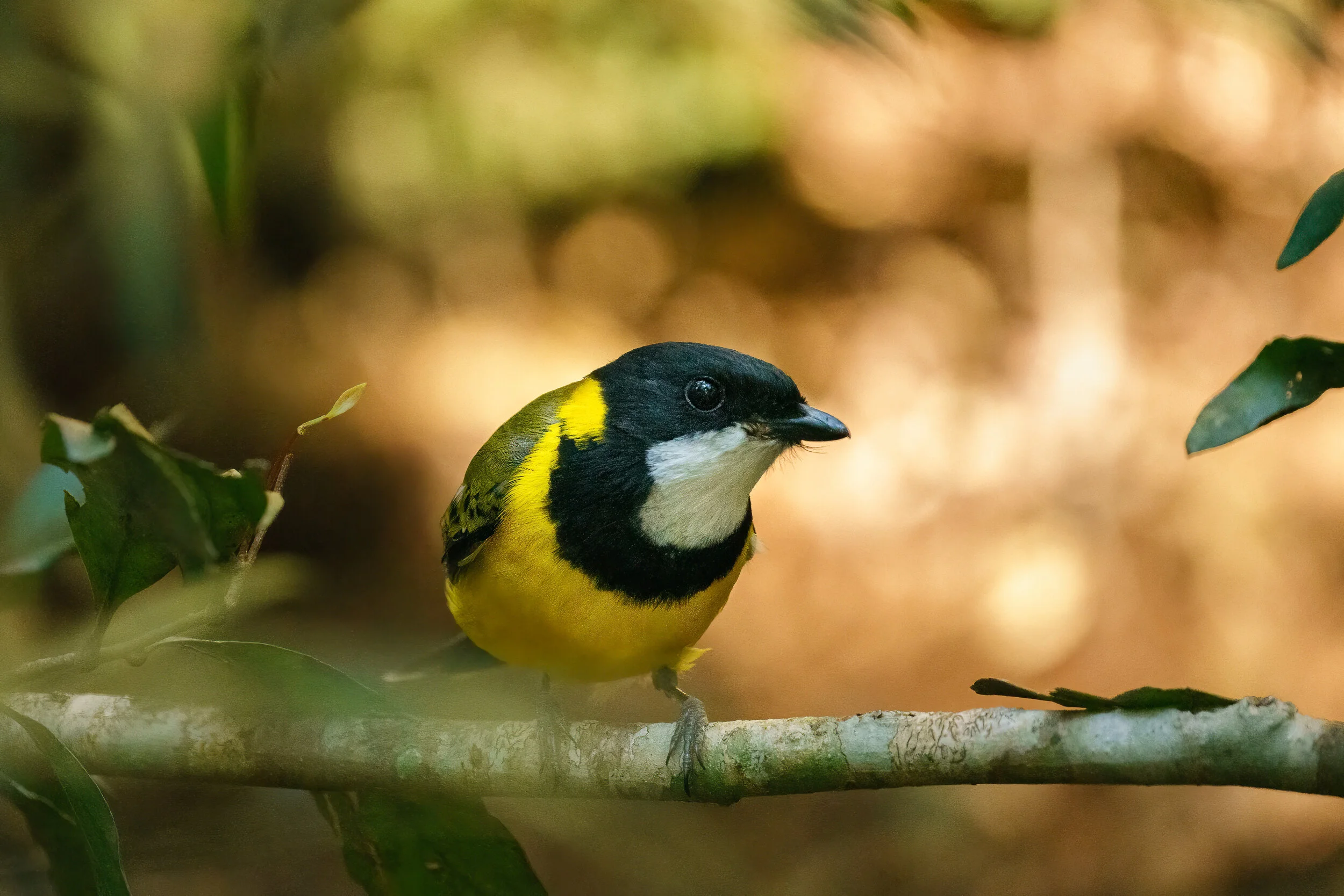 golden whistler at Binna Burra