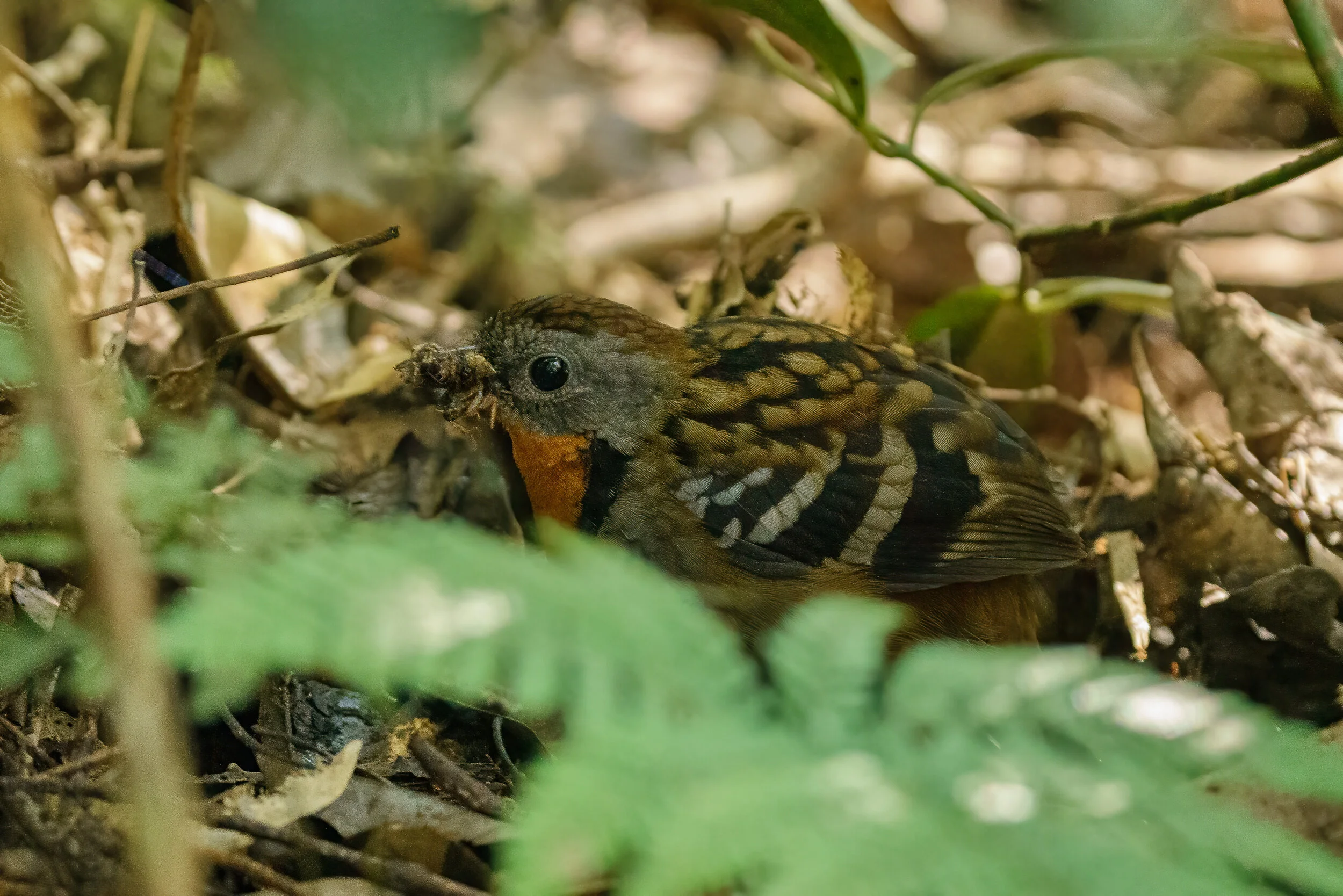 australian logrunner at Binna Burra