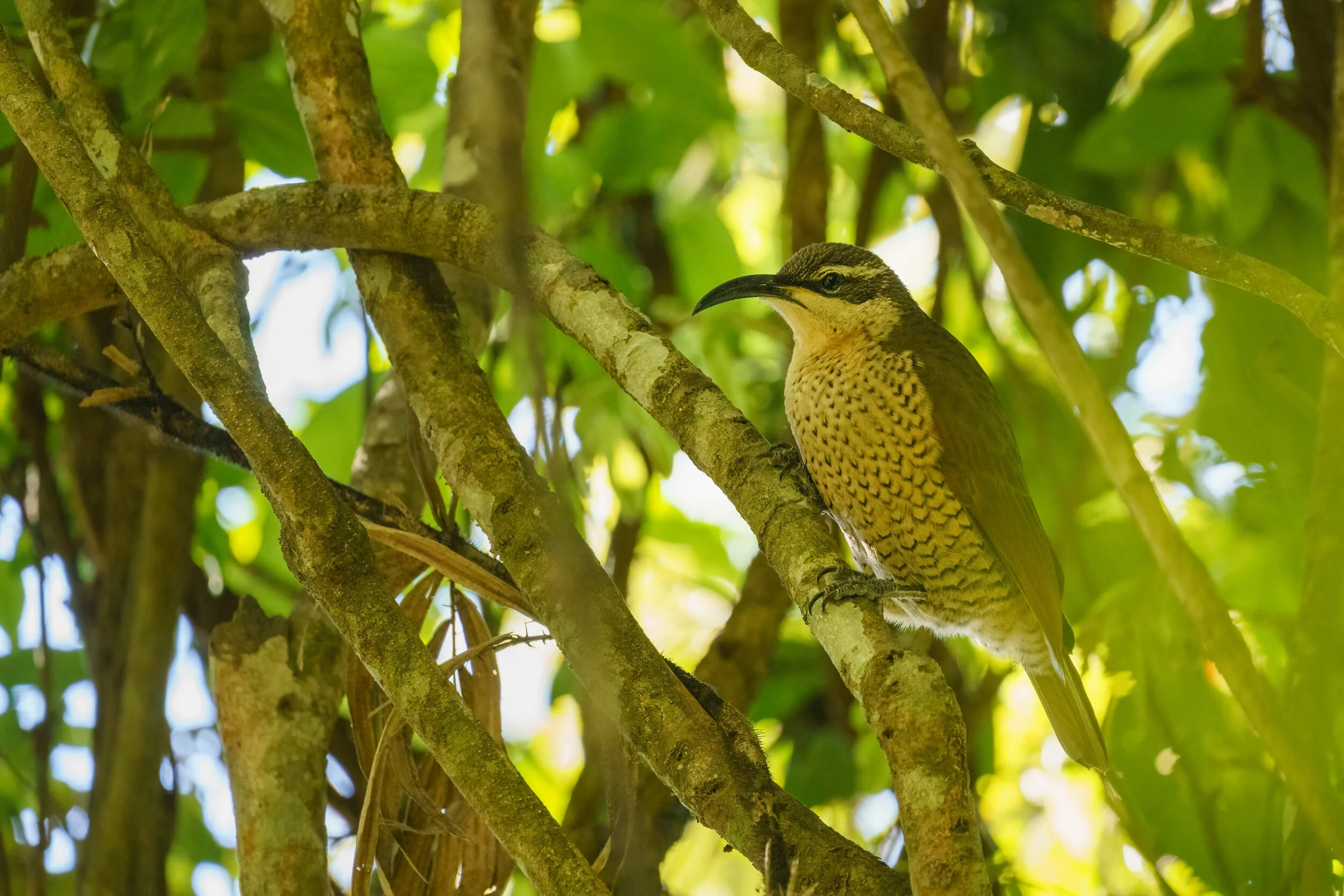paradise riflebird at Binna Burra