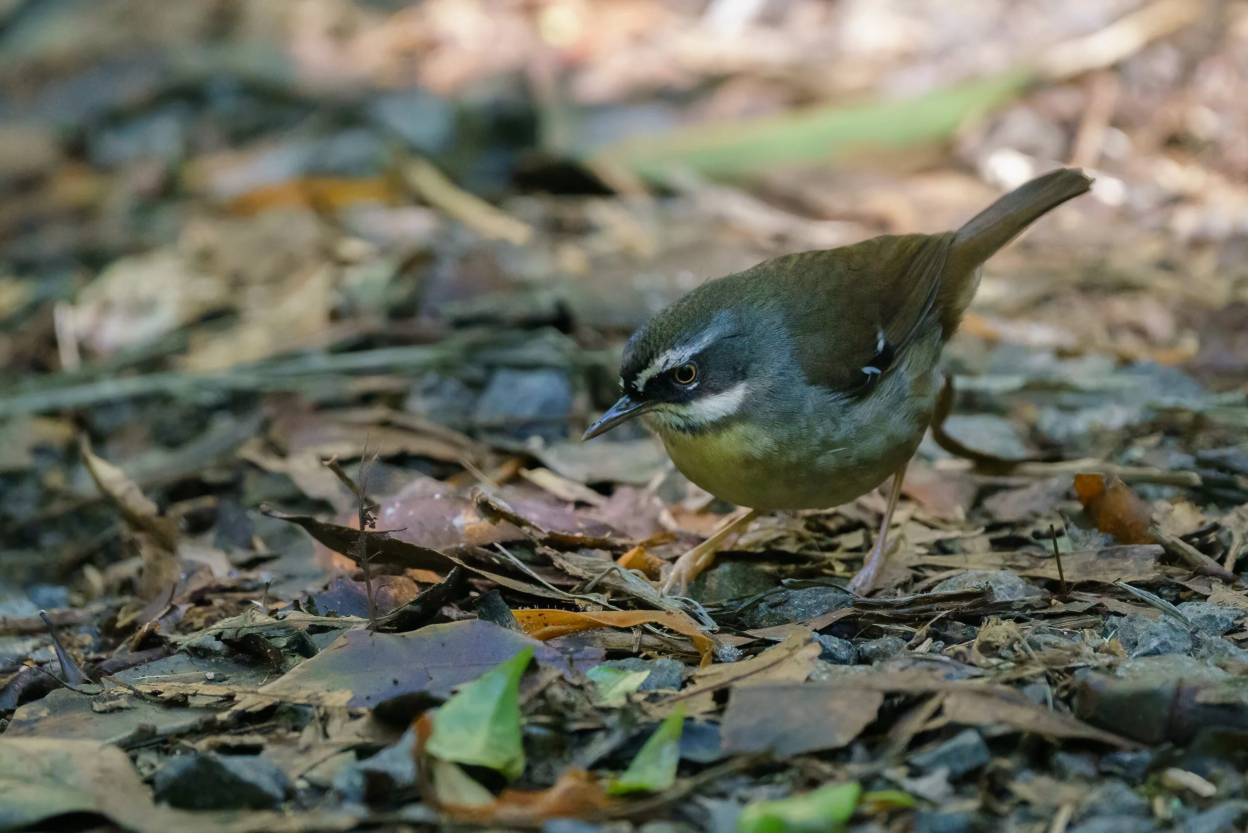 white-browed scrubwren at Binna Burra