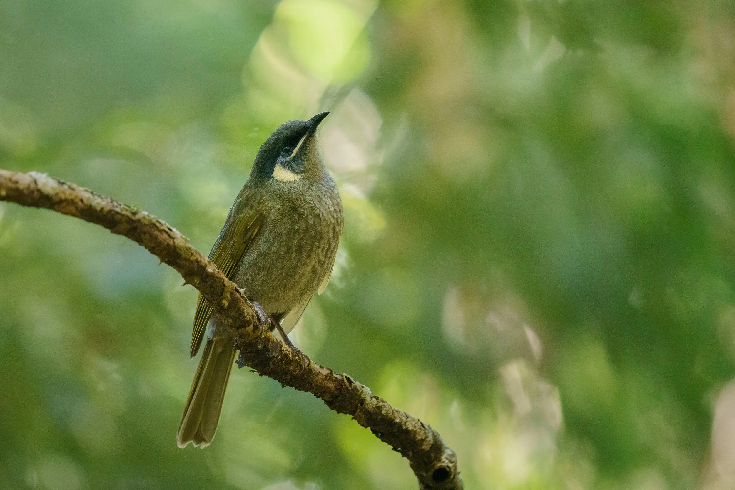 lewin’s honeyeater at Binna Burra