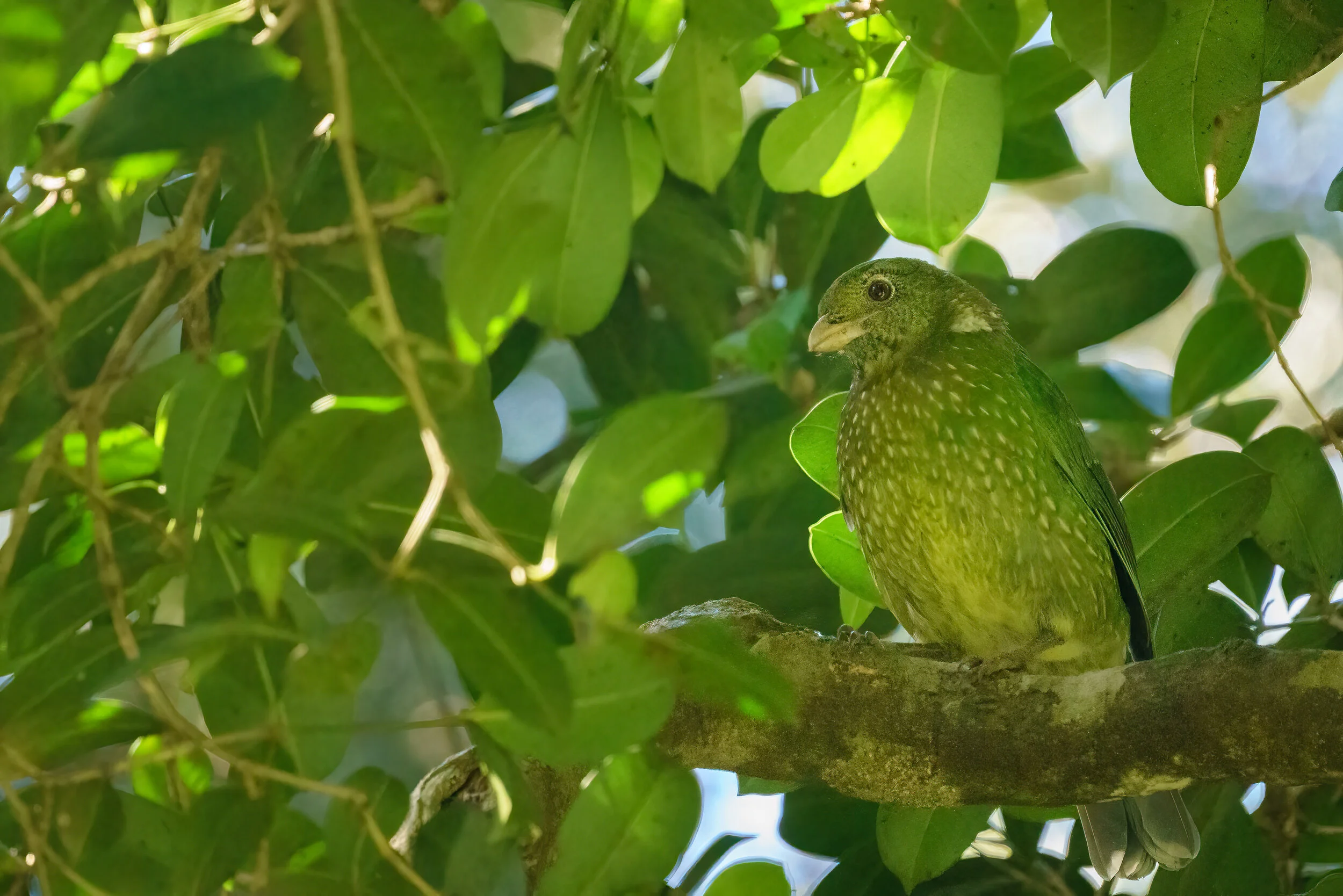 green catbird in the canopy
