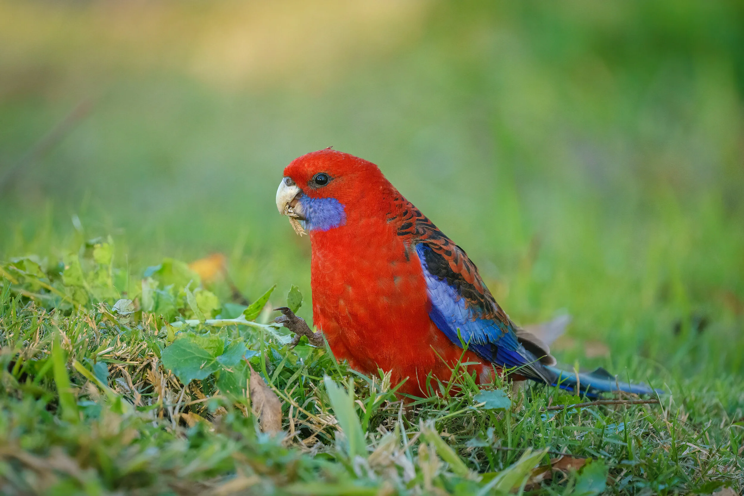 crimson rosella in the car park