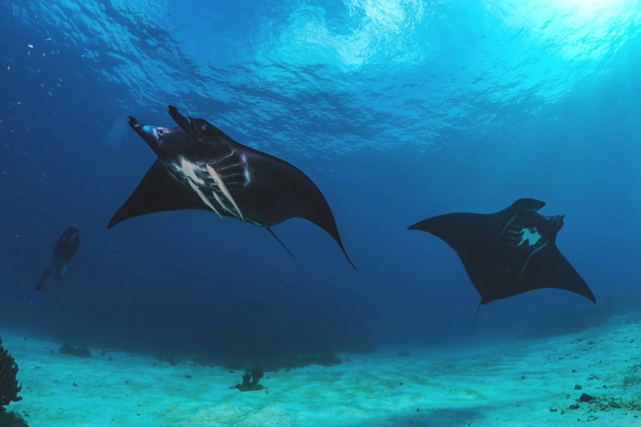 black manta rays swimming in Raja Ampat