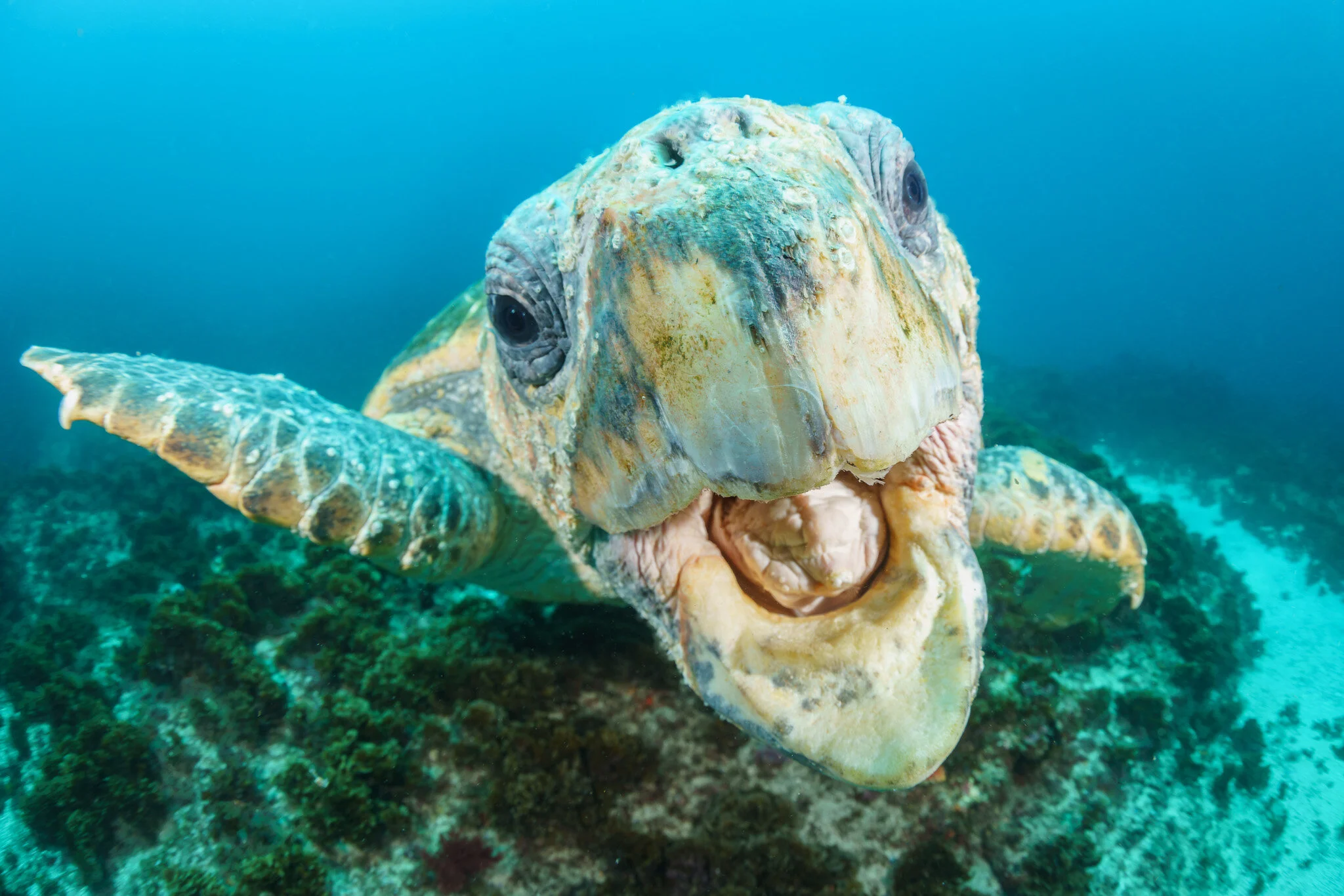 loggerhead turtle facing the camera at Julian Rocks