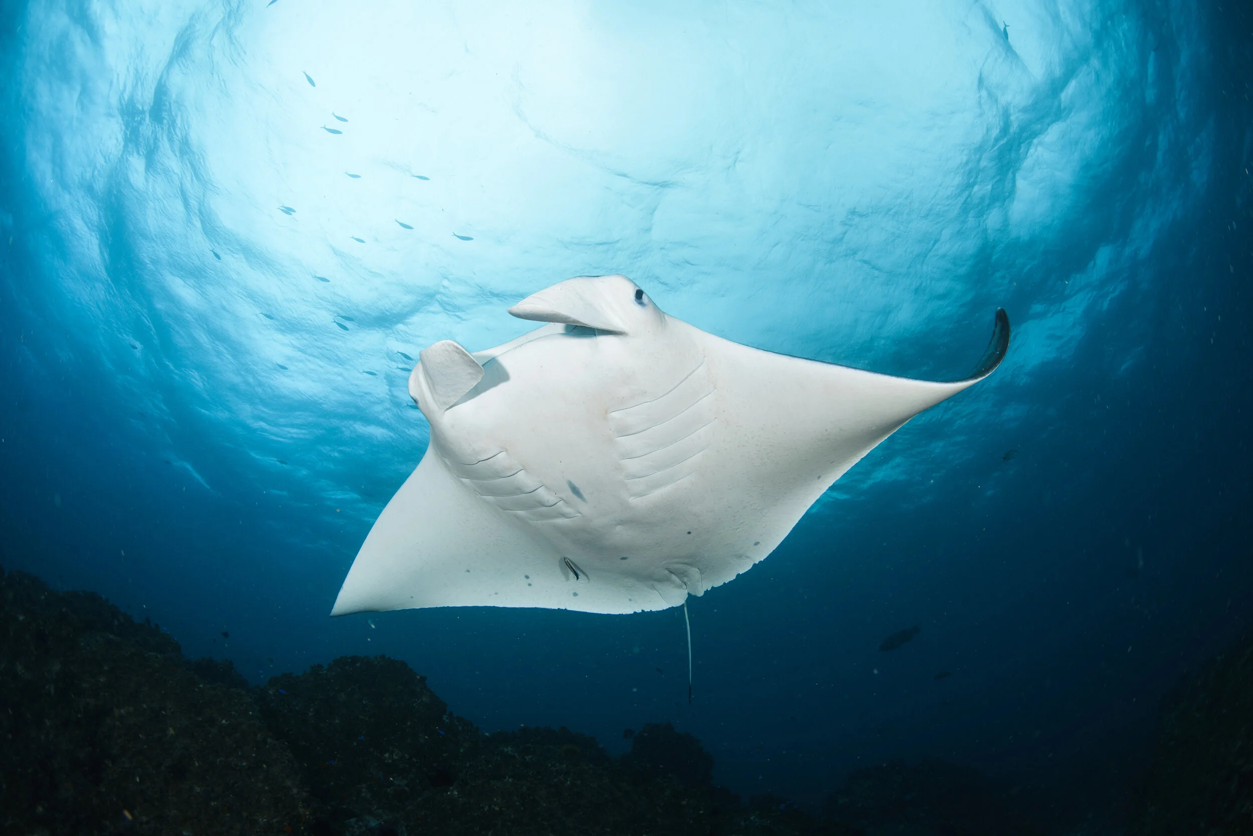 manta ray swimming near Julian Rocks