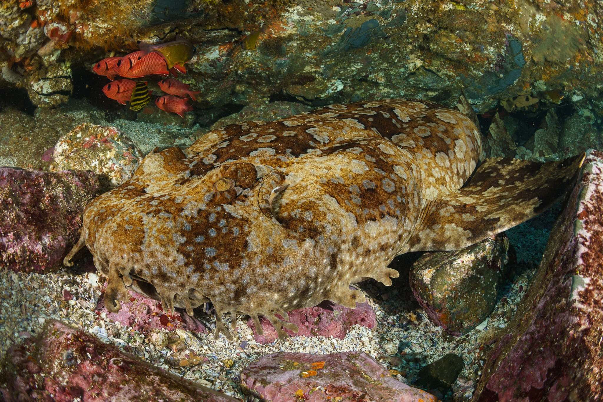 banded wobbegong at Byron Bay