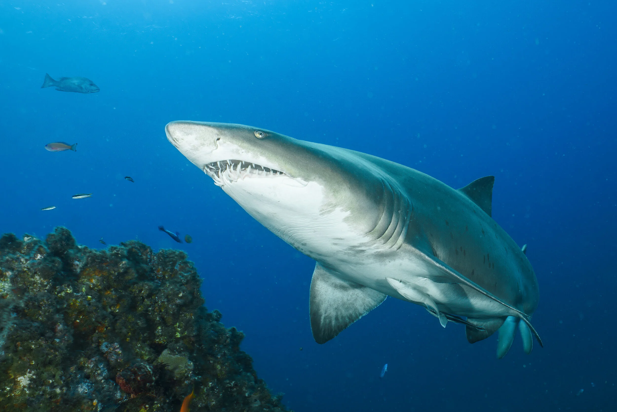 grey nurse shark at Byron Bay