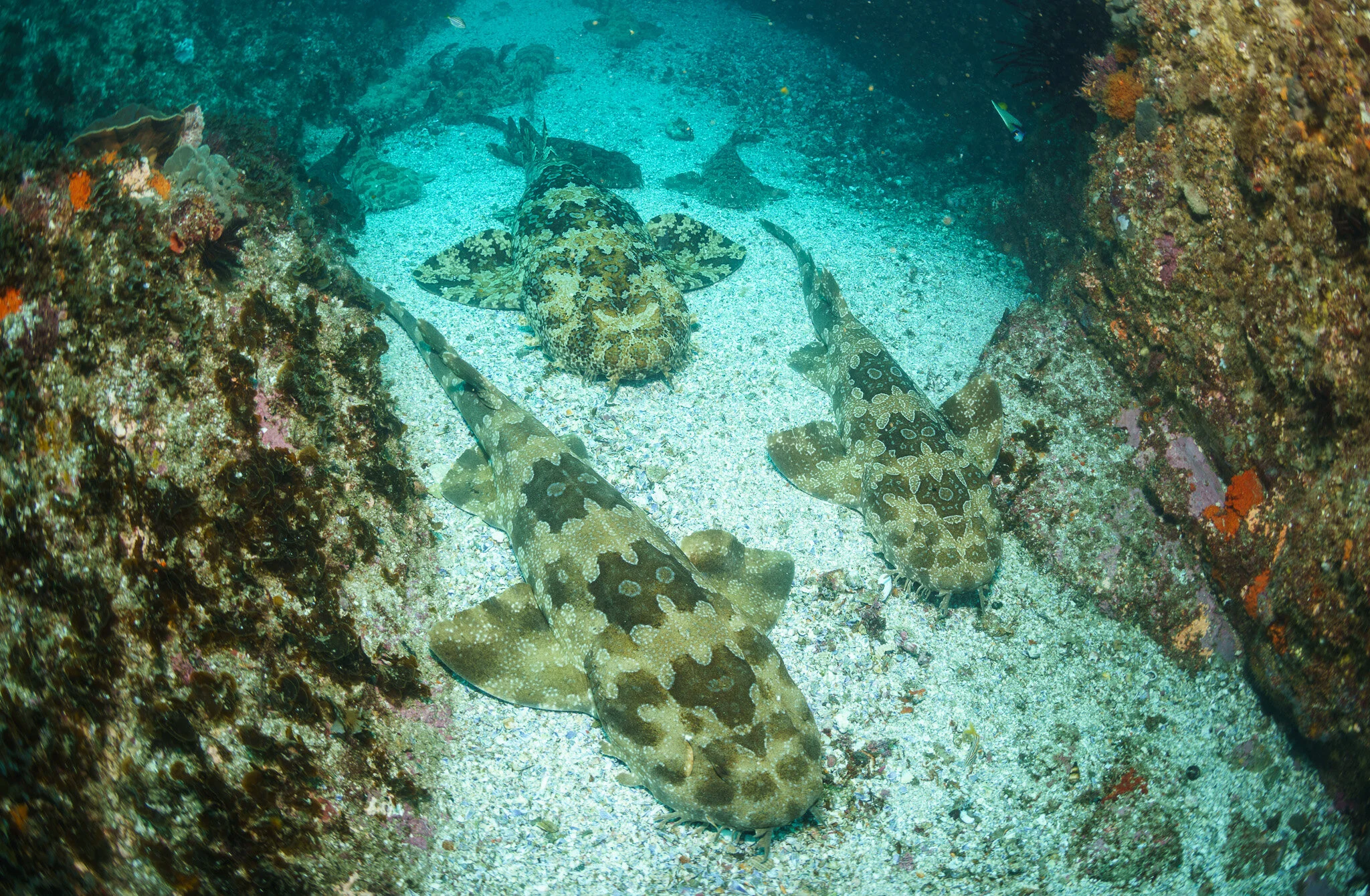 wobbegong sharks resting together