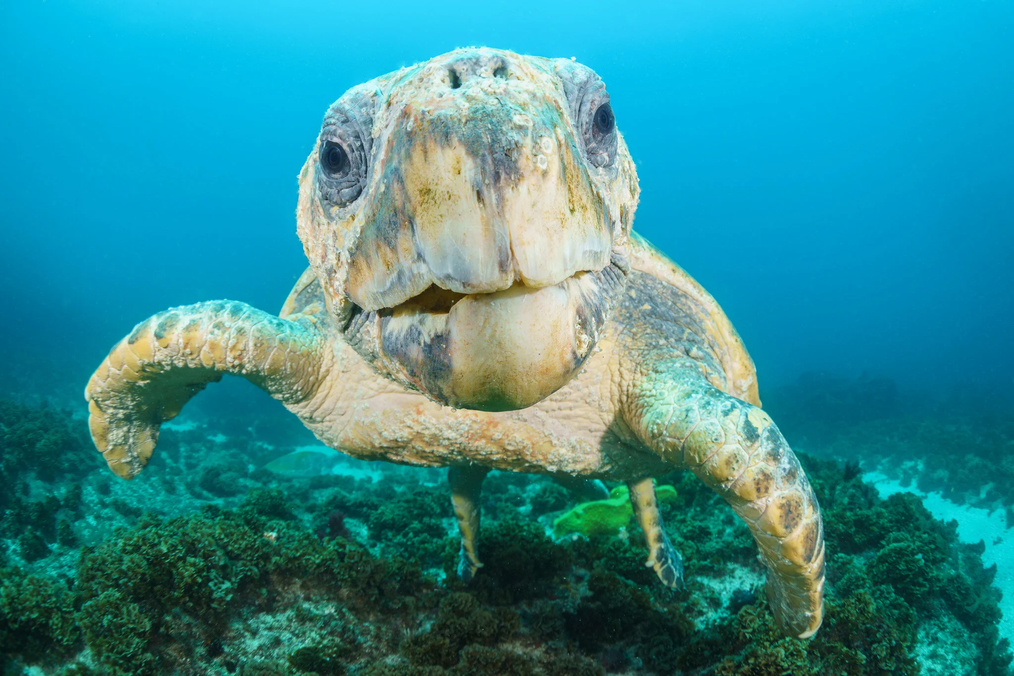 loggerhead turtle at Byron Bay