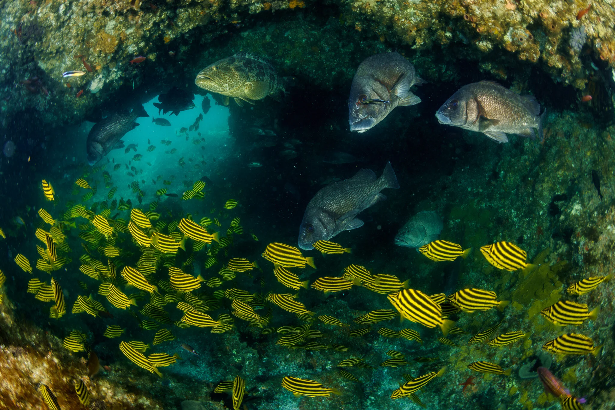 Cod Hole dive site at Julian Rocks