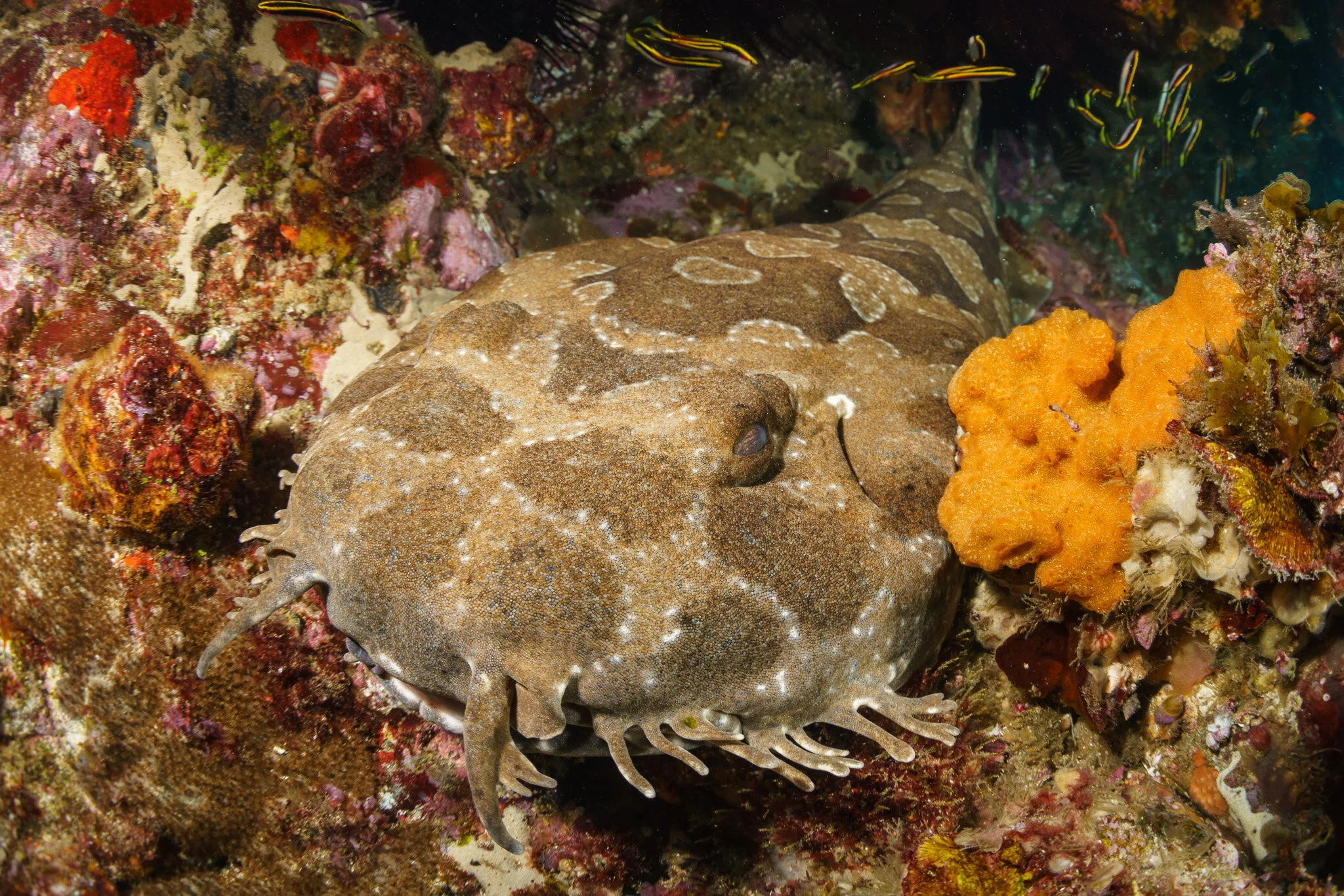 spotted wobbegong at Byron Bay