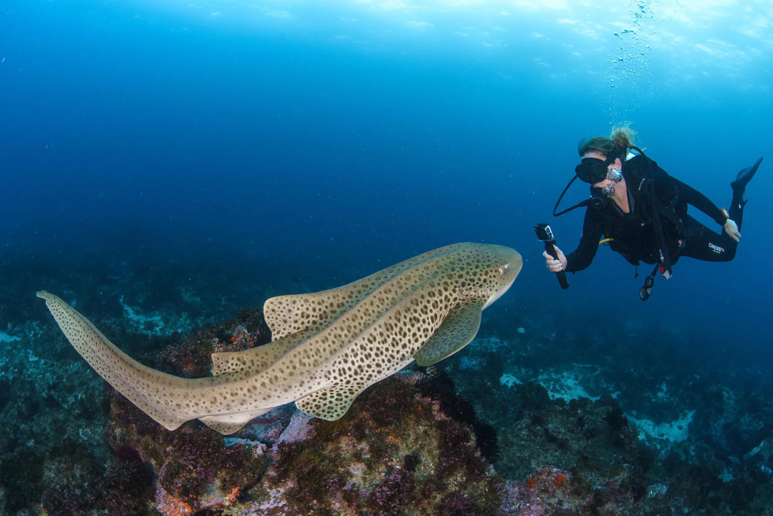 diver swimming alongside a leopard shark at Julian Rocks