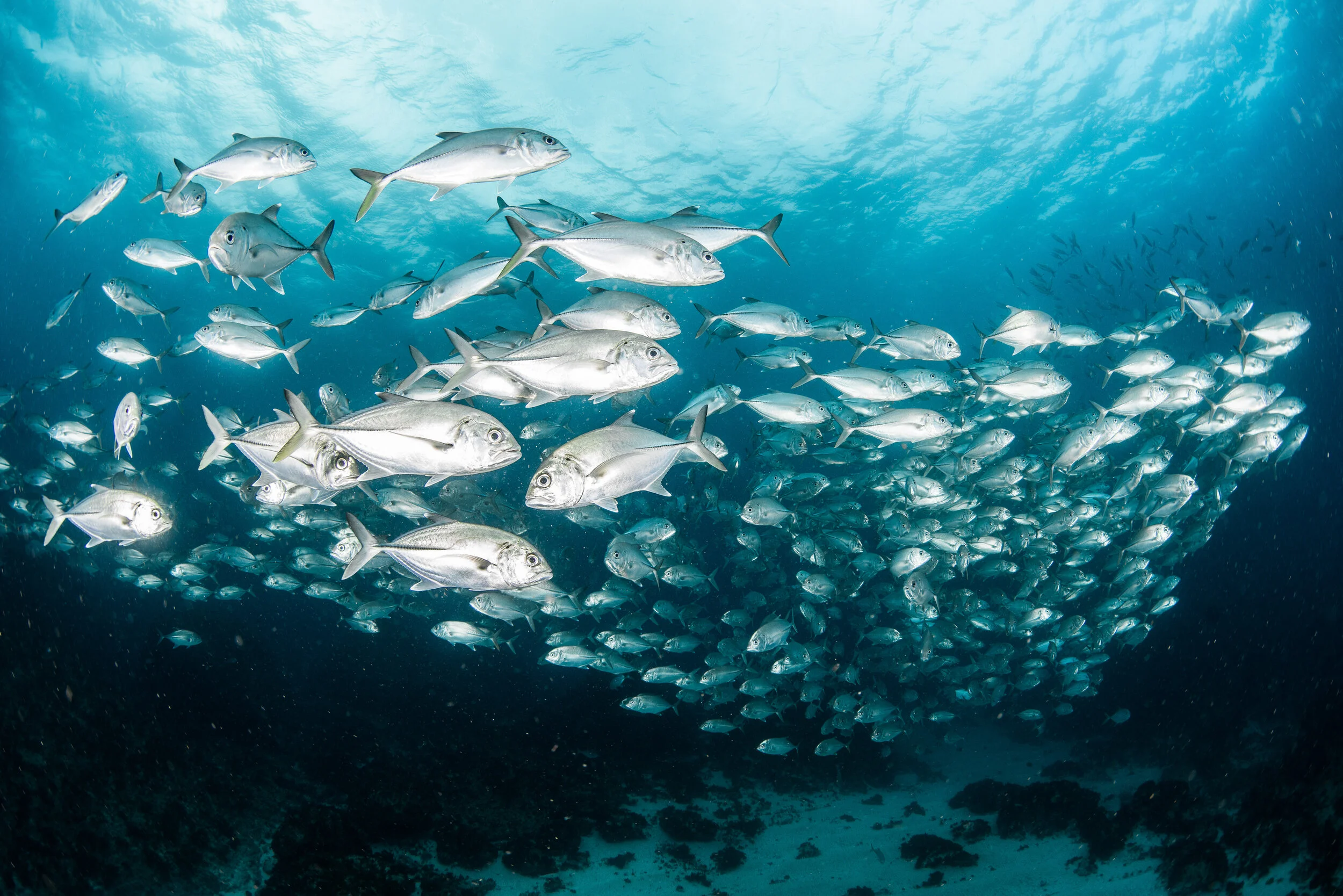 school of fish below the surface at Julian Rocks