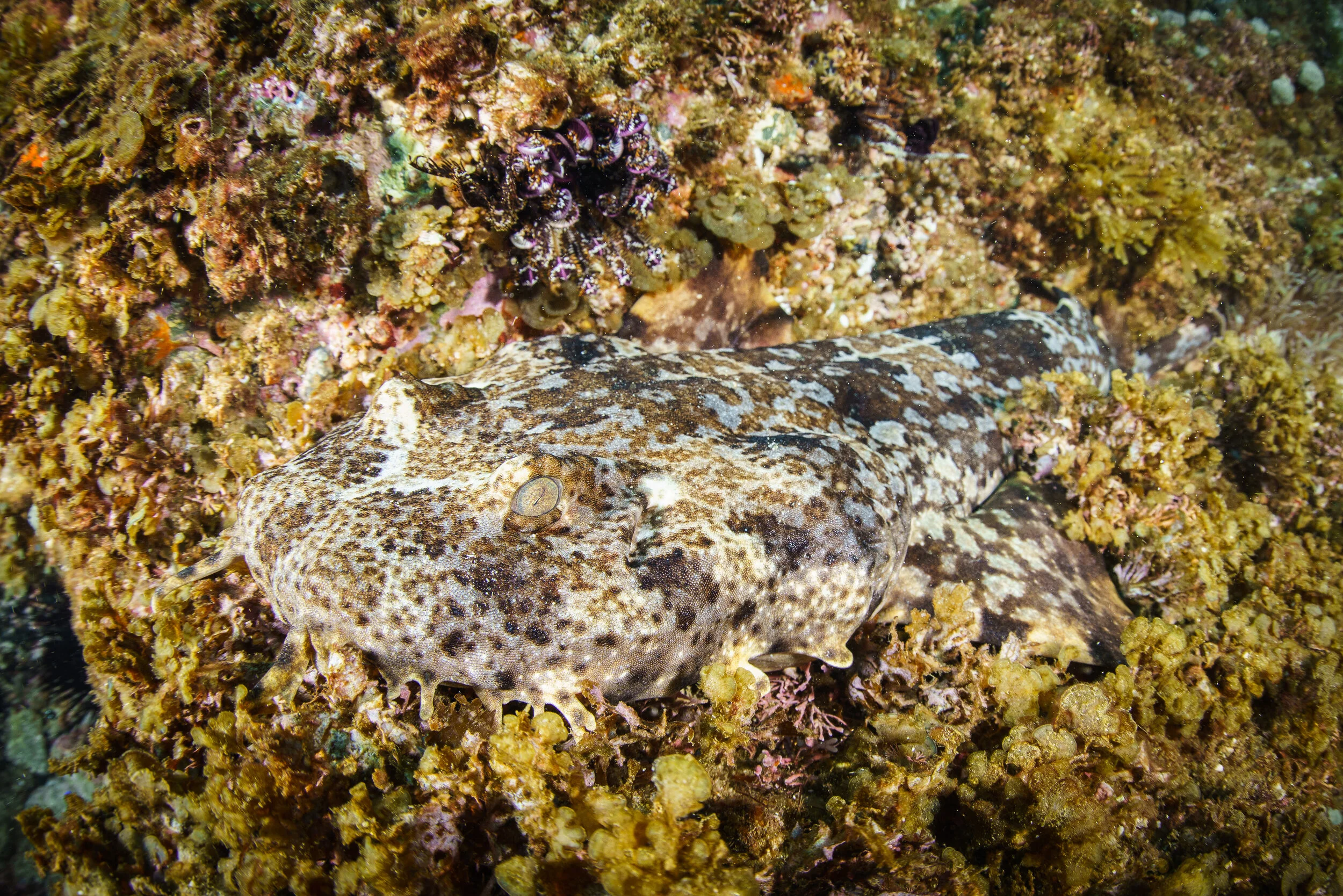 ornate wobbegong at Byron Bay