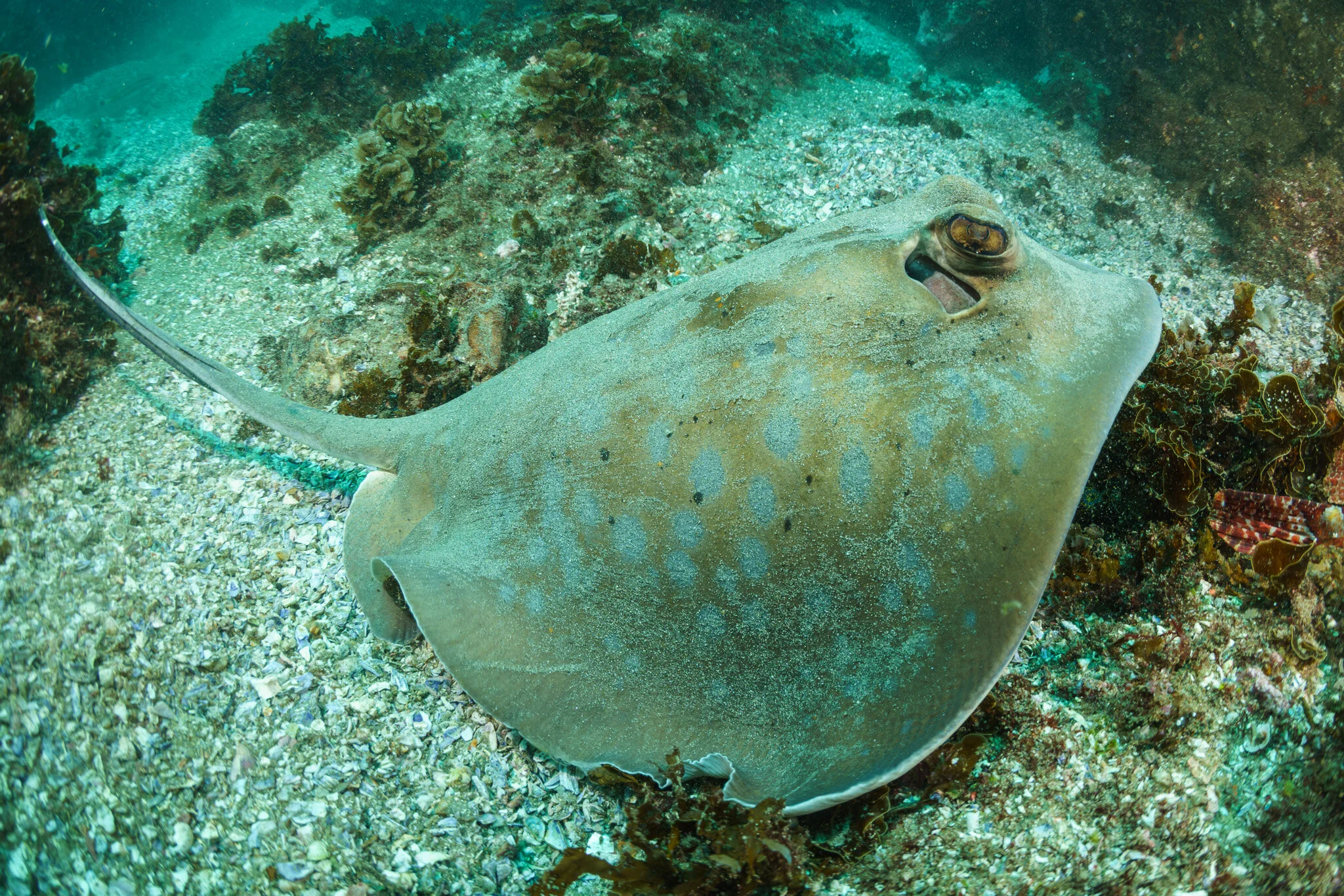 blue-spotted maskray at Byron Bay
