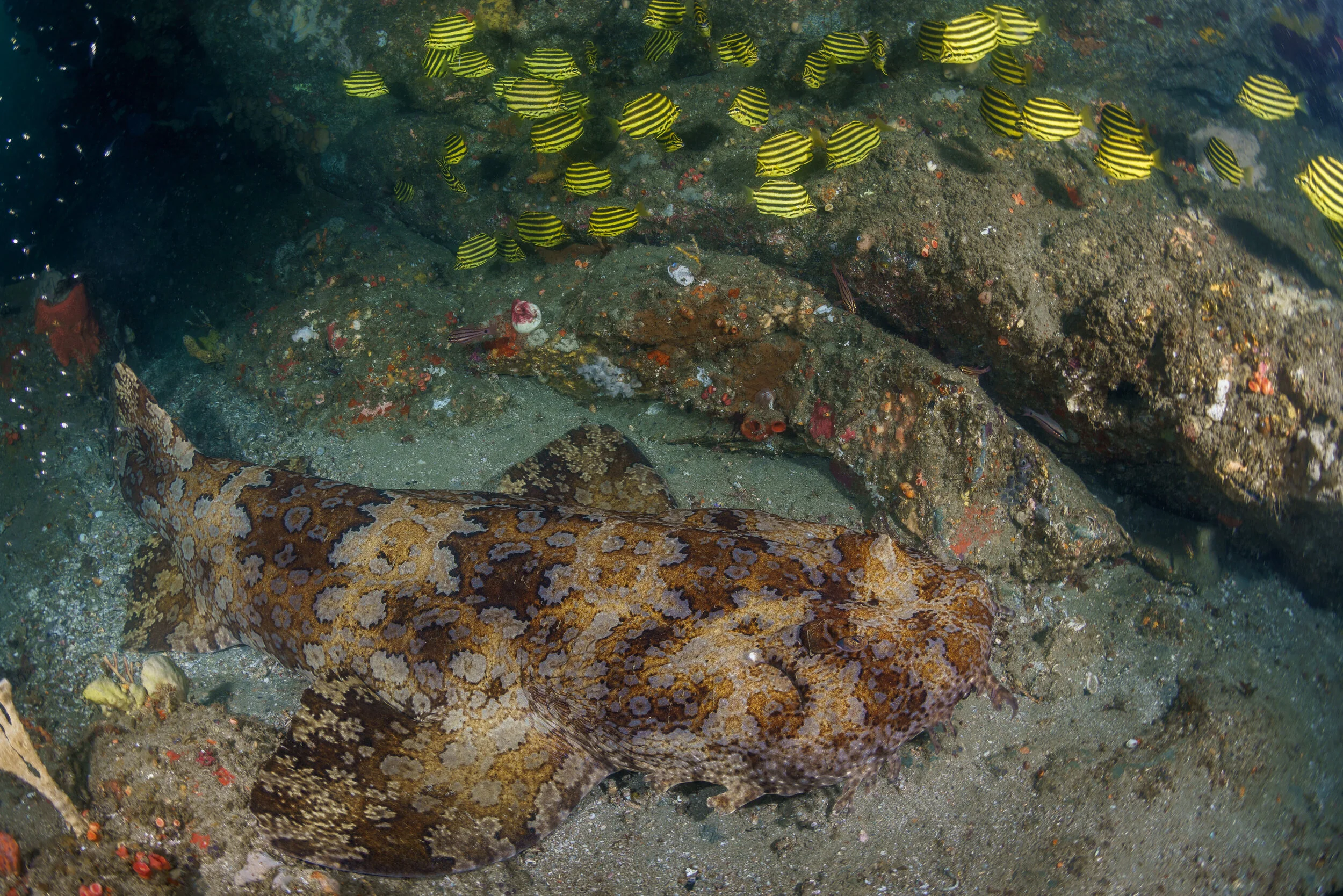 banded wobbegong at Byron Bay