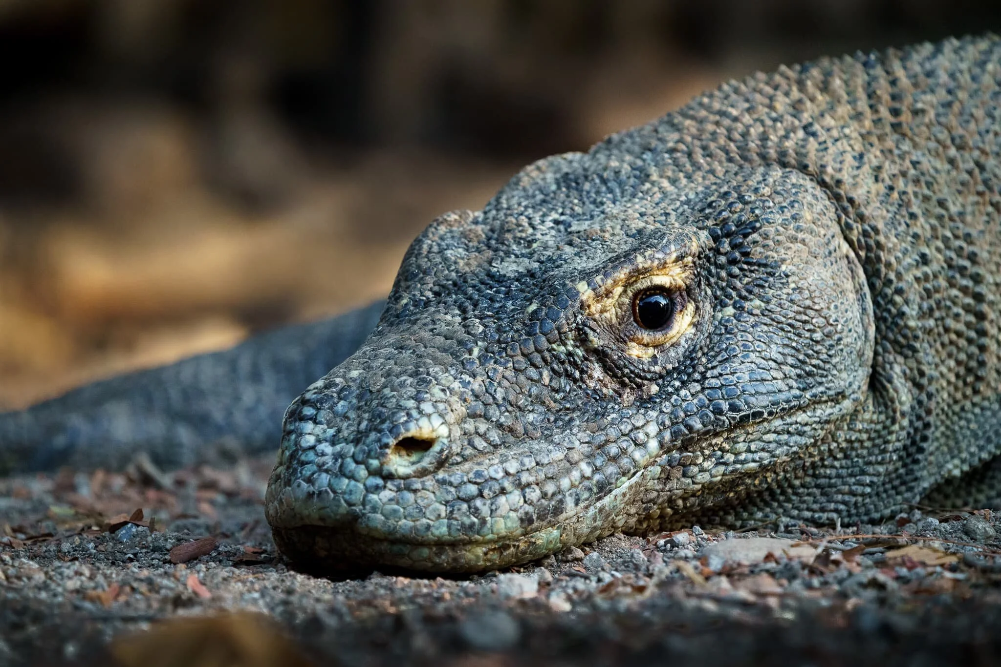 komodo dragon on Rinca Island, Komodo National Park