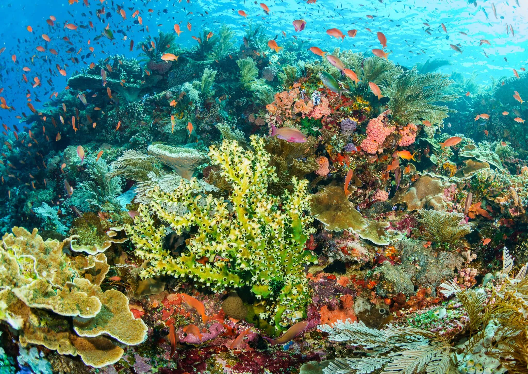 High marine biodiversity at Batu Balong, Komodo National Park