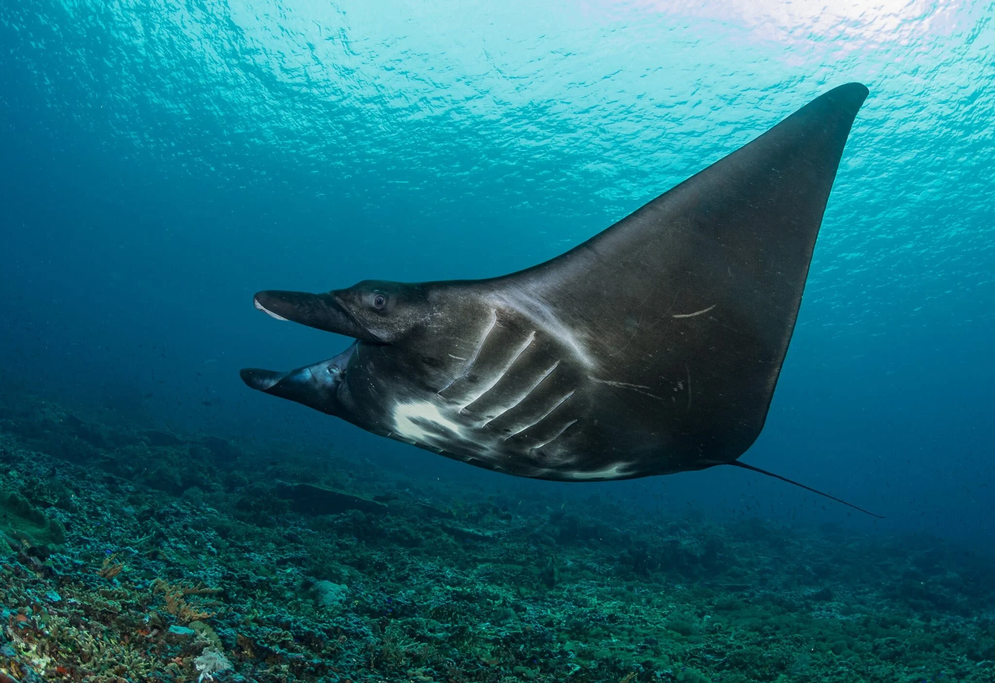 manta ray swimming underwater
