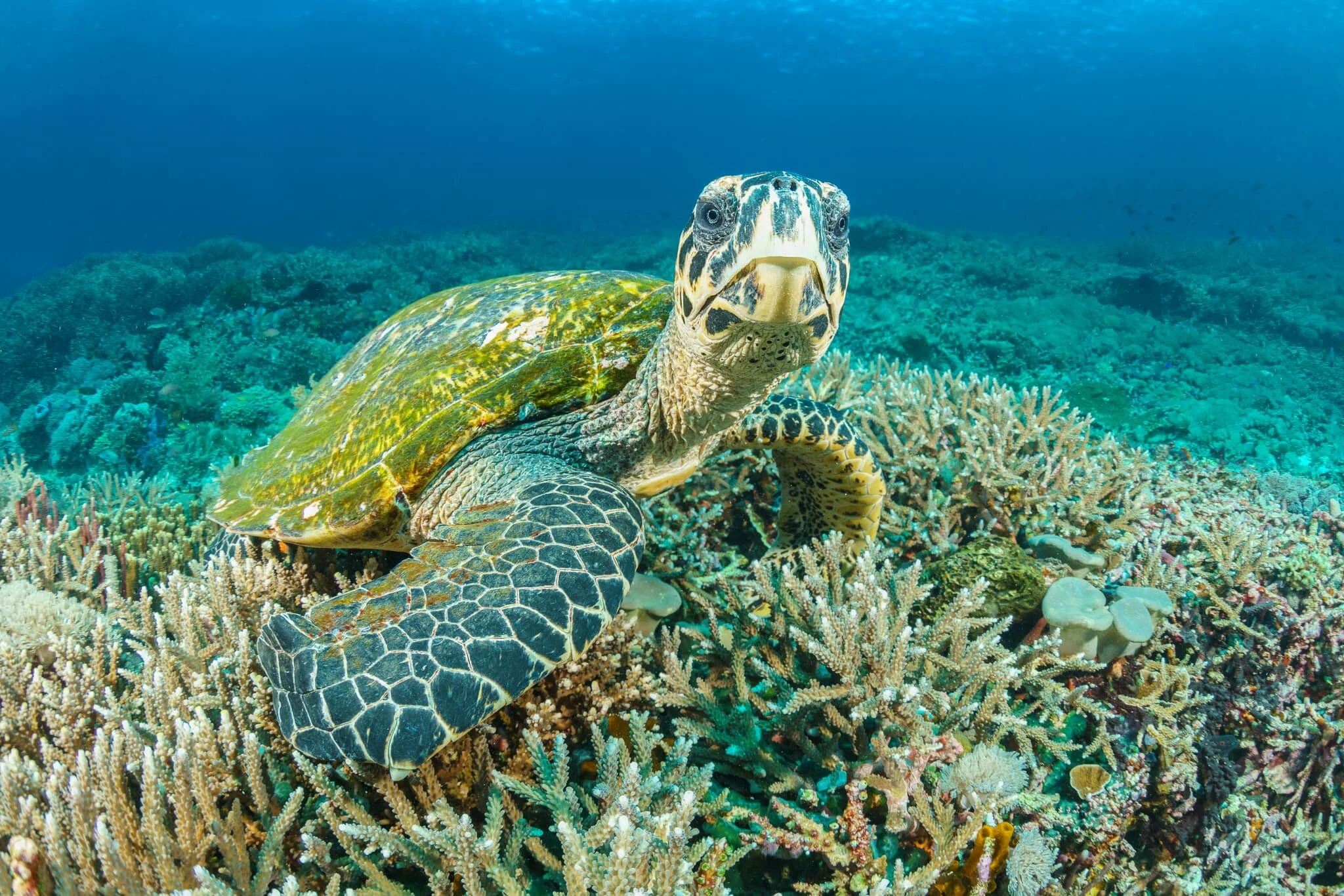 hawksbill turtle on staghorn coral in Komodo National Park