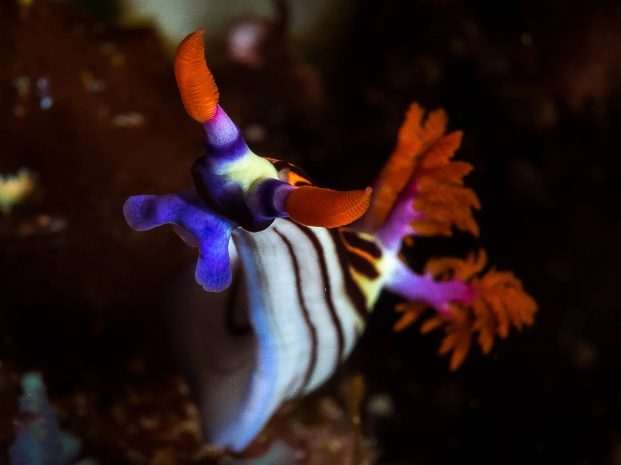 colourful nudibranch on the reef