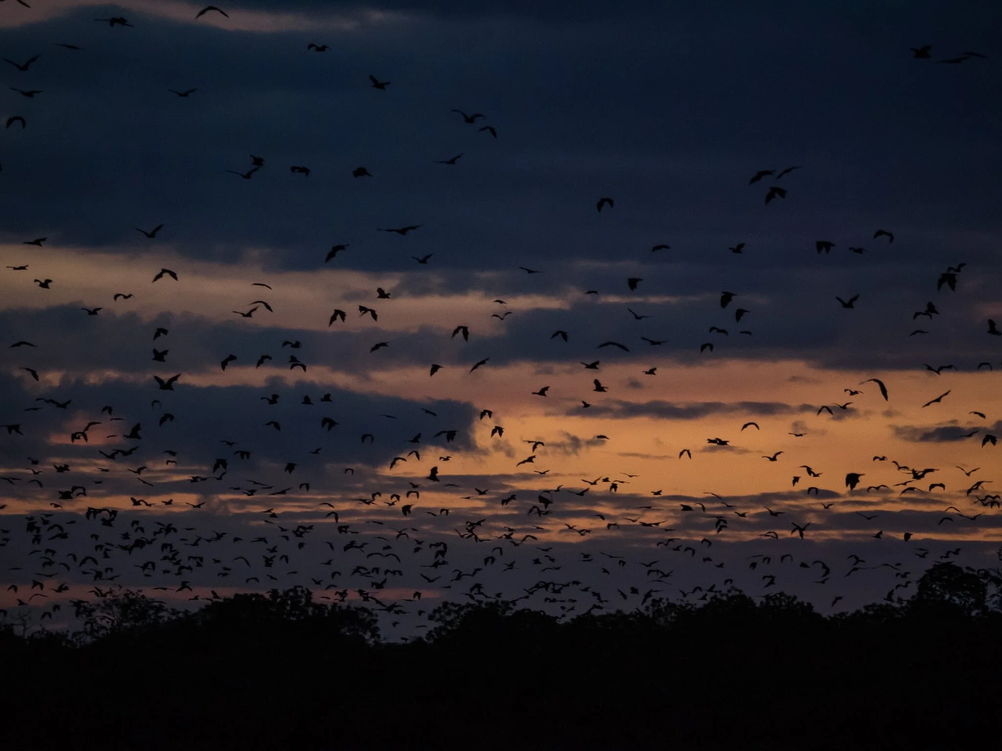 fruit bats leaving an island at dusk in Komodo