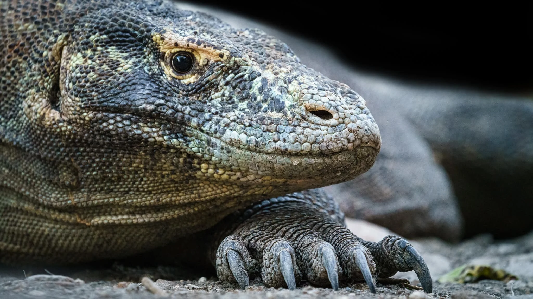 komodo dragon on Rinca Island