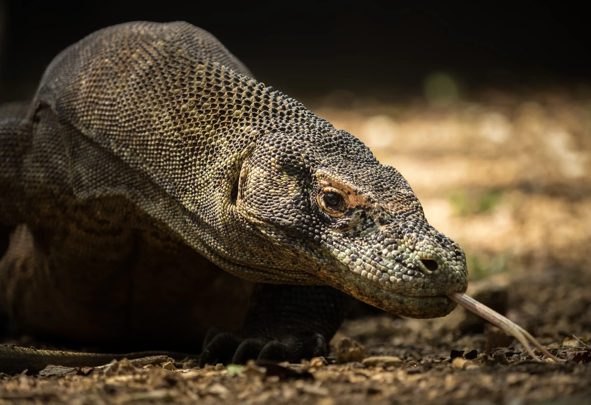 komodo dragon on Rinca Island, Komodo National Park