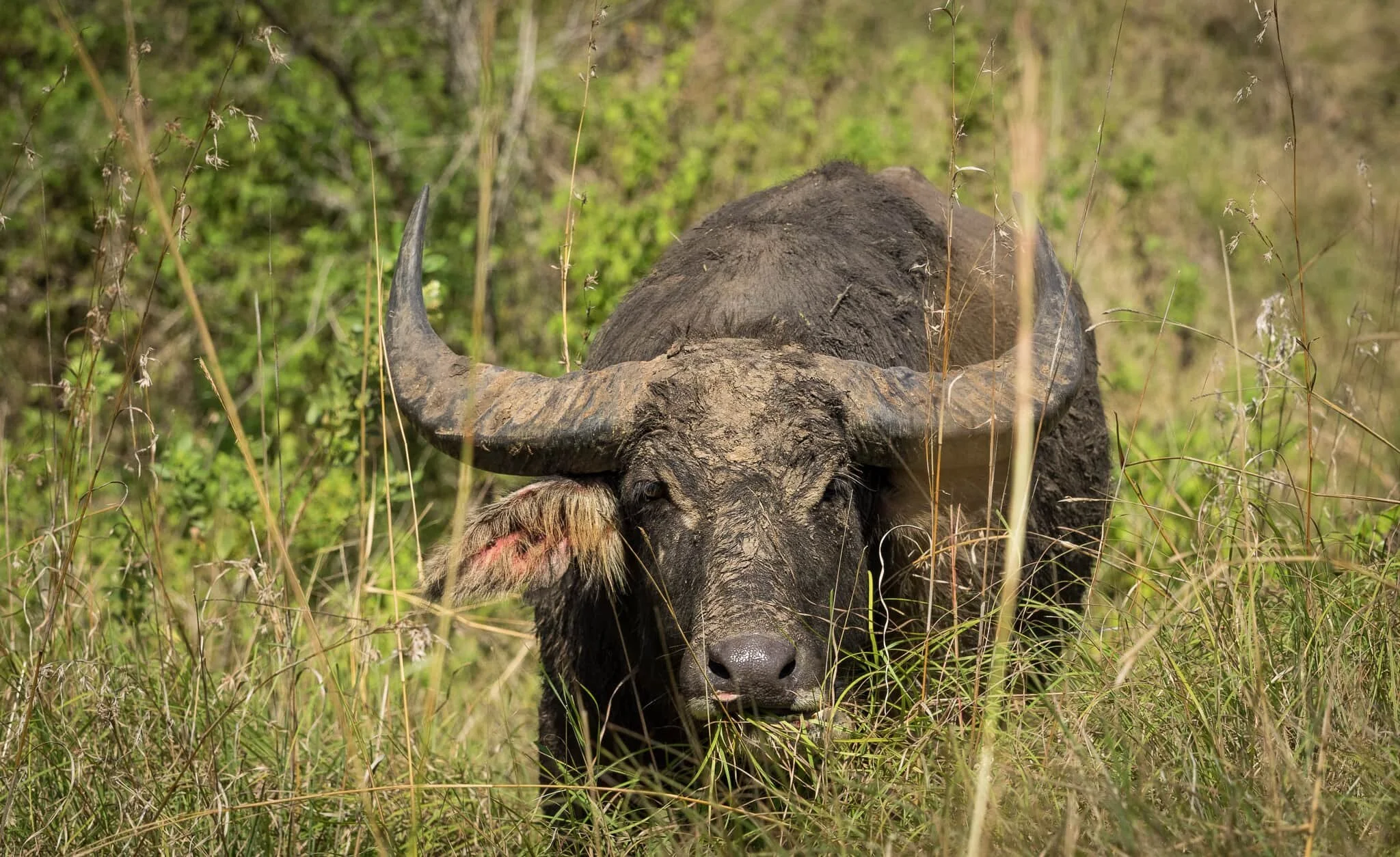 prey animal in Komodo National Park